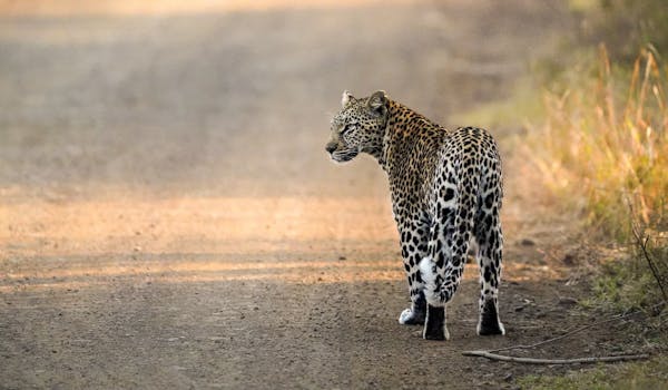 The Vikela Kruger Conservation Experience - leopard on the track