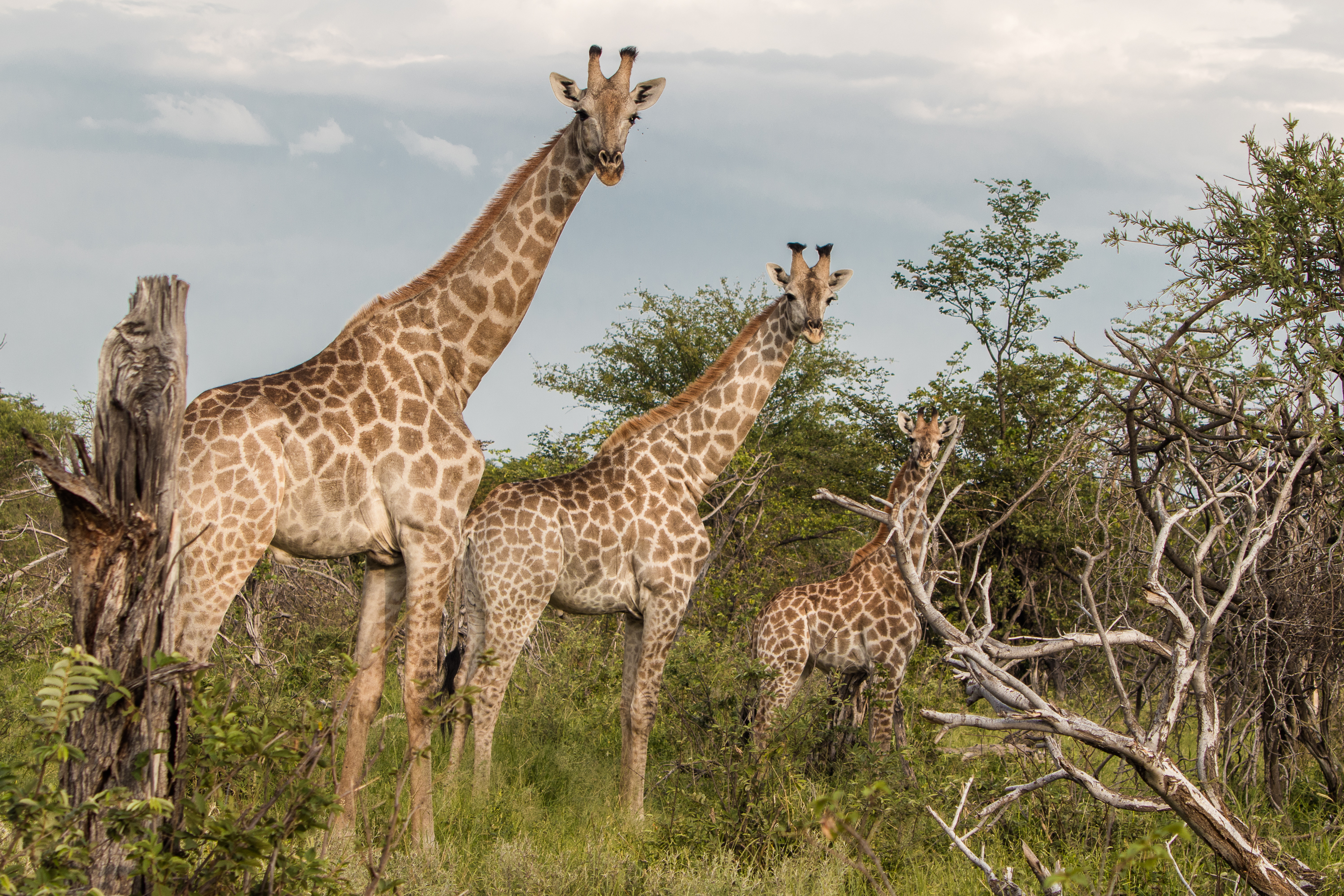The Vikela Kruger Conservation Experience - three giraffes looking at the camera 