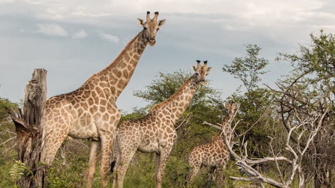 The Vikela Kruger Conservation Experience - three giraffes looking at the camera