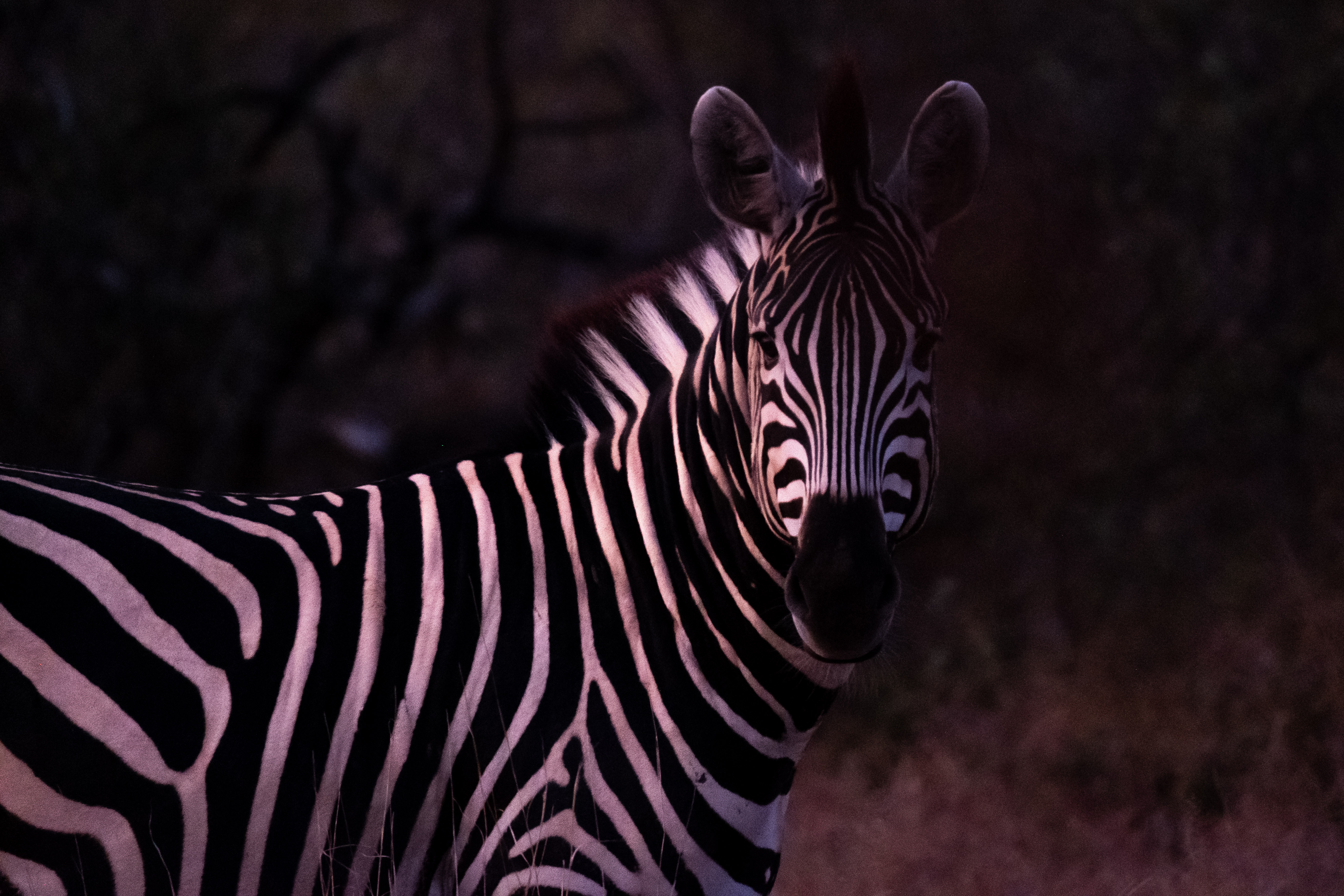 The Vikela Kruger Conservation Experience - zebra at dusk