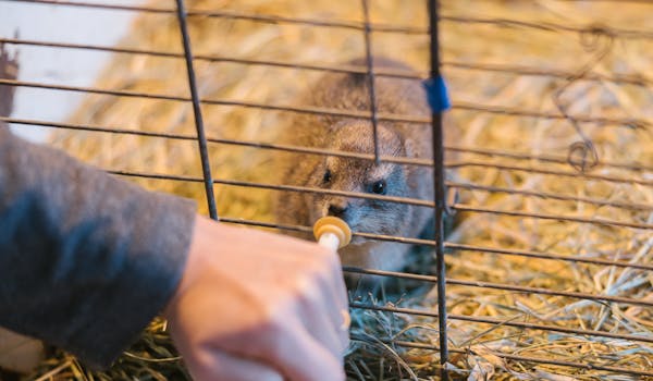 Wildlife Rehabilitation Placement - volunteer feeding a rock hyrax through the enclosure