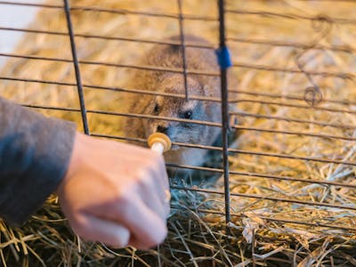 Wildlife Rehabilitation Placement - volunteer feeding a rock hyrax through the enclosure
