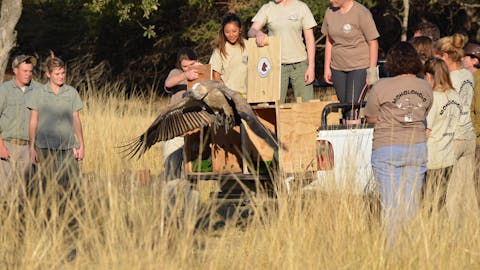 Wildlife Rehabilitation Placement - vulture being released from rehabilitation