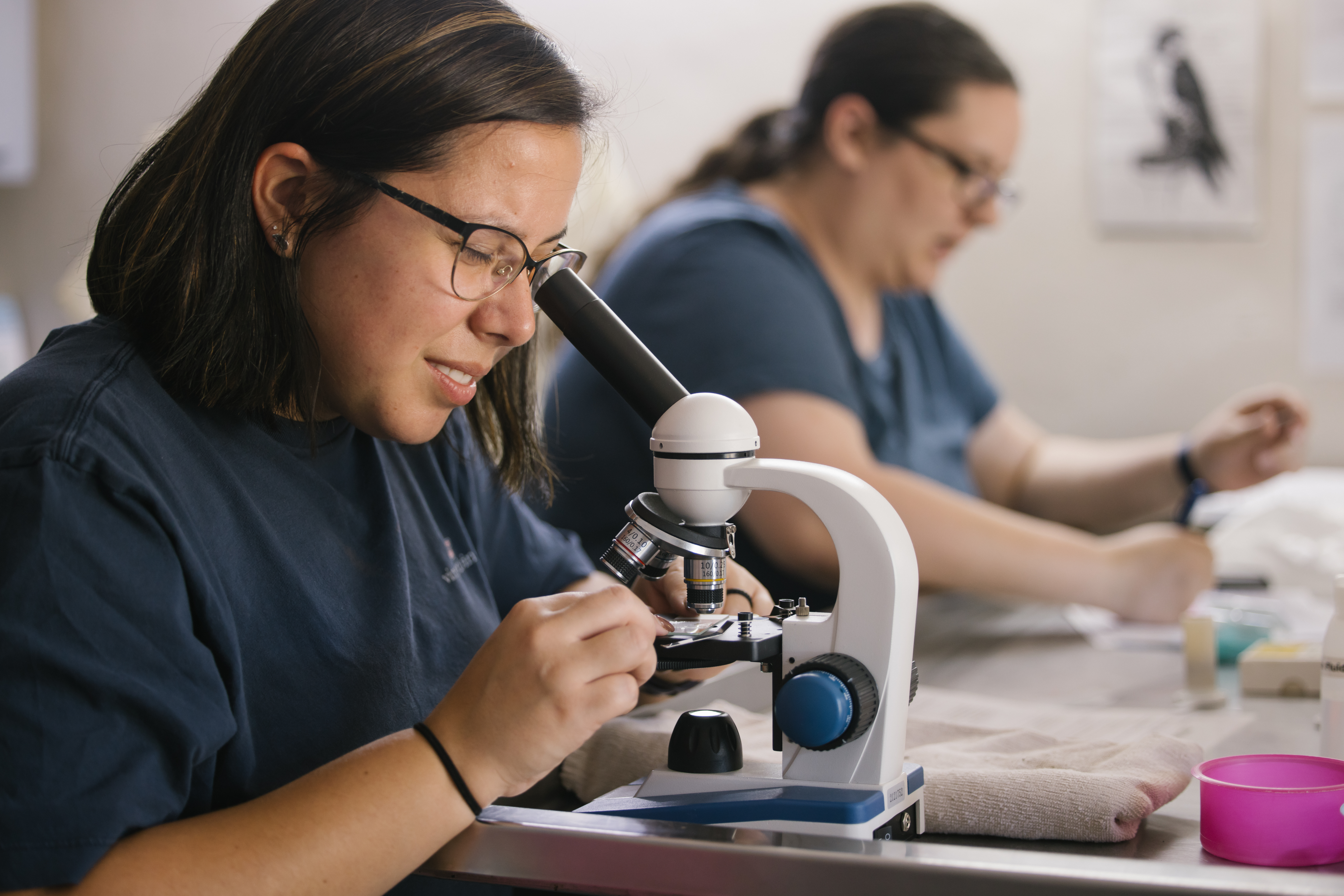 Wildlife Rehabilitation Placement - volunteer looking through a microscope