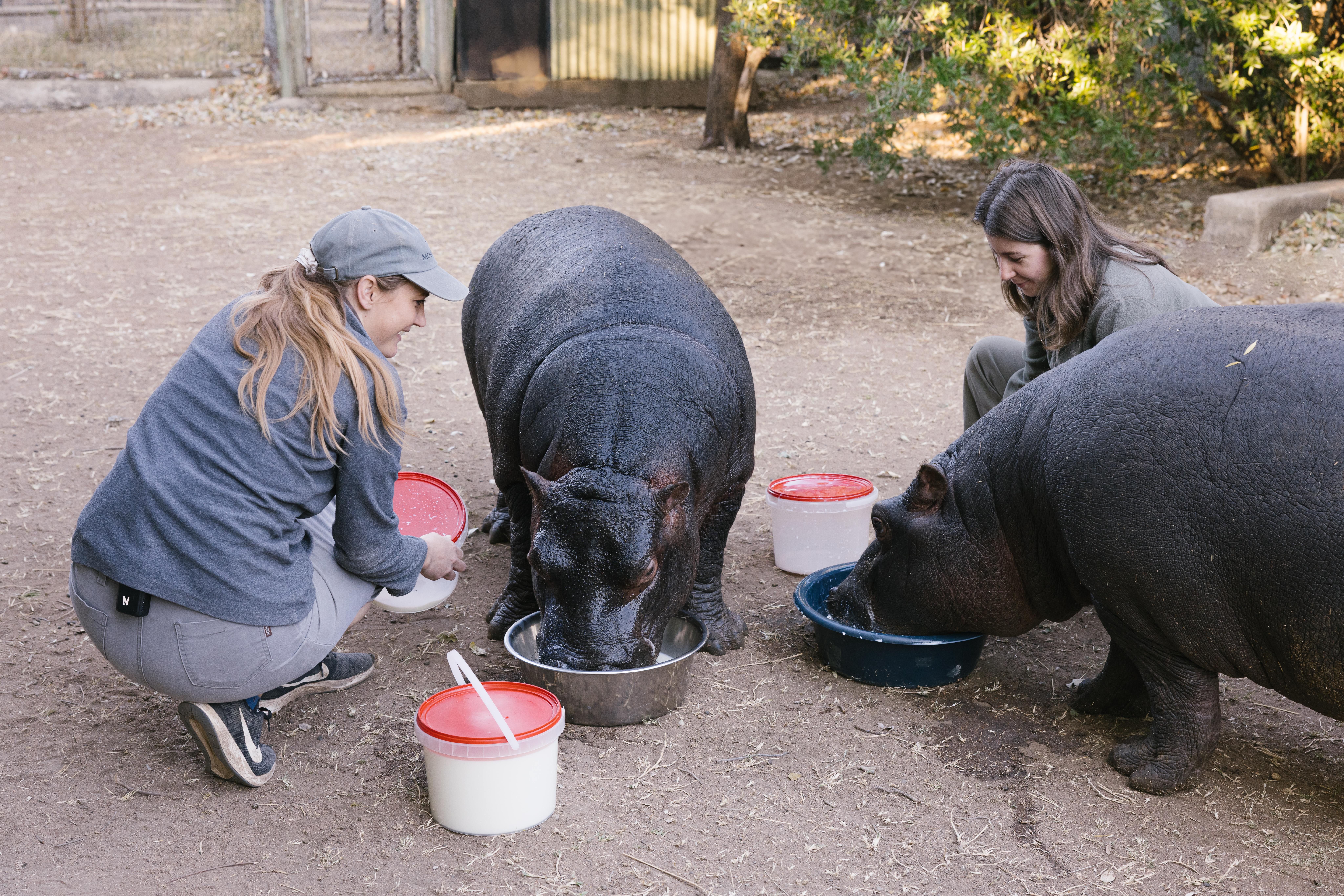 Wildlife Rehabilitation Placement - volunteers feeding baby hippo
