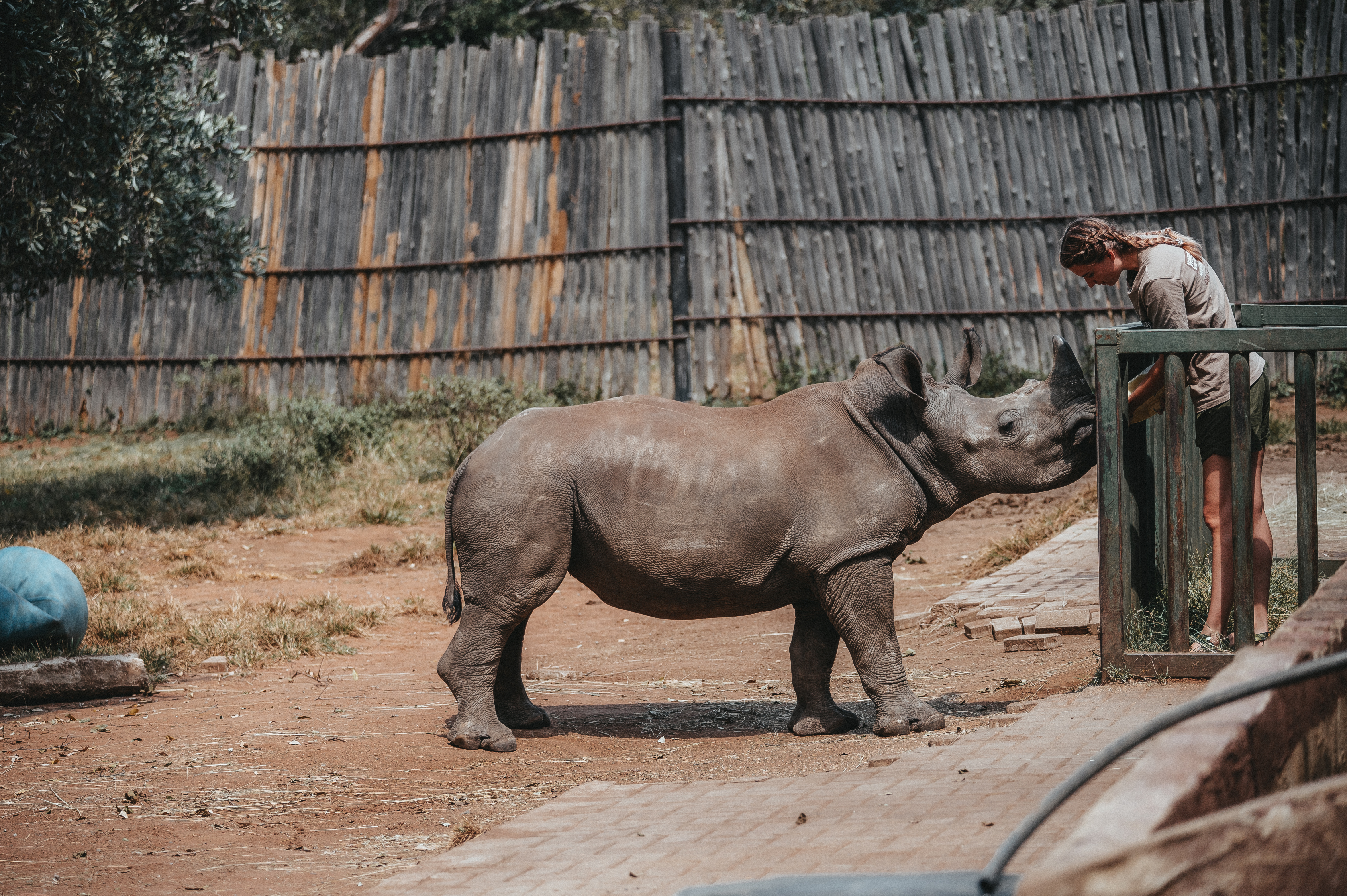 Golola Rhino Orphanage and Rehabilitation Centre - volunteer feeding rhino through a fence 