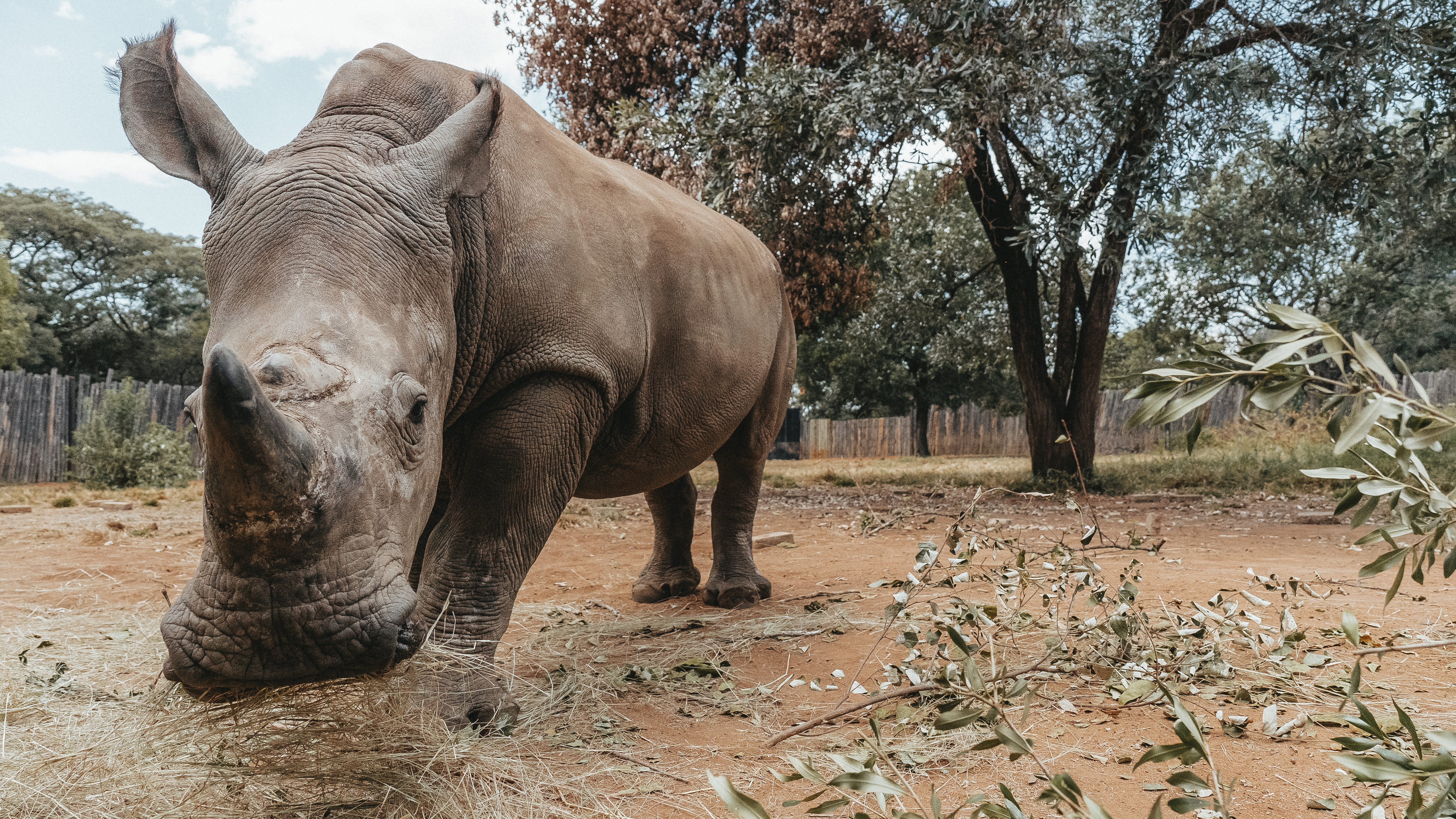 Golola Rhino Orphanage and Rehabilitation Centre - rhino close up