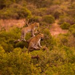 Okavango Wilderness Project - leopards in a tree