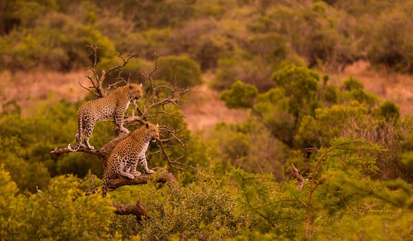 Okavango Wilderness Project - leopards in a tree