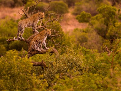 Okavango Wilderness Project - leopards in a tree