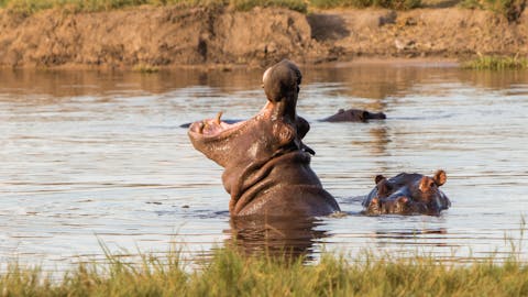 Okavango Wilderness Project - hippo with it's mouth open in the water