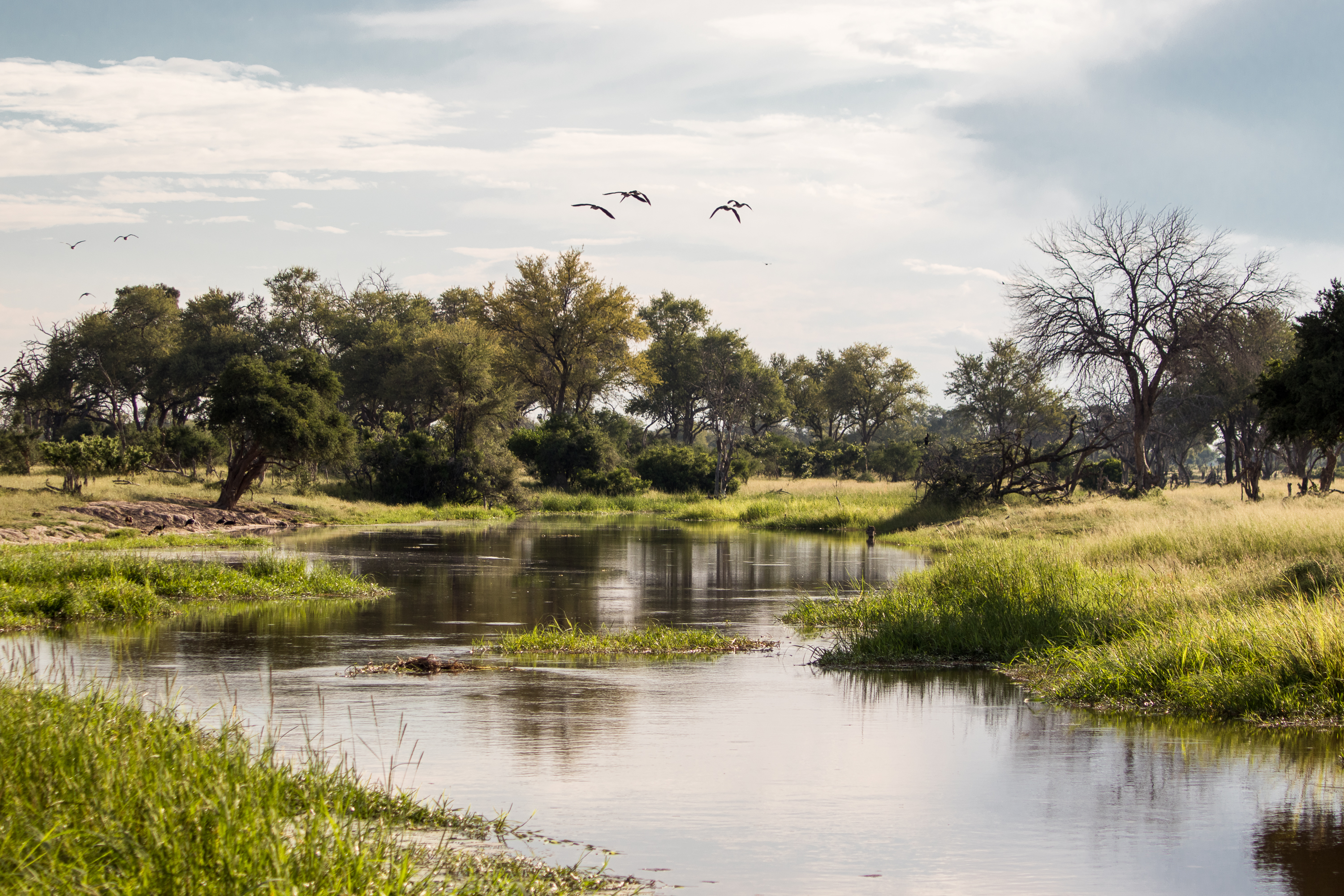 Okavango Wilderness Project - wetland landscape