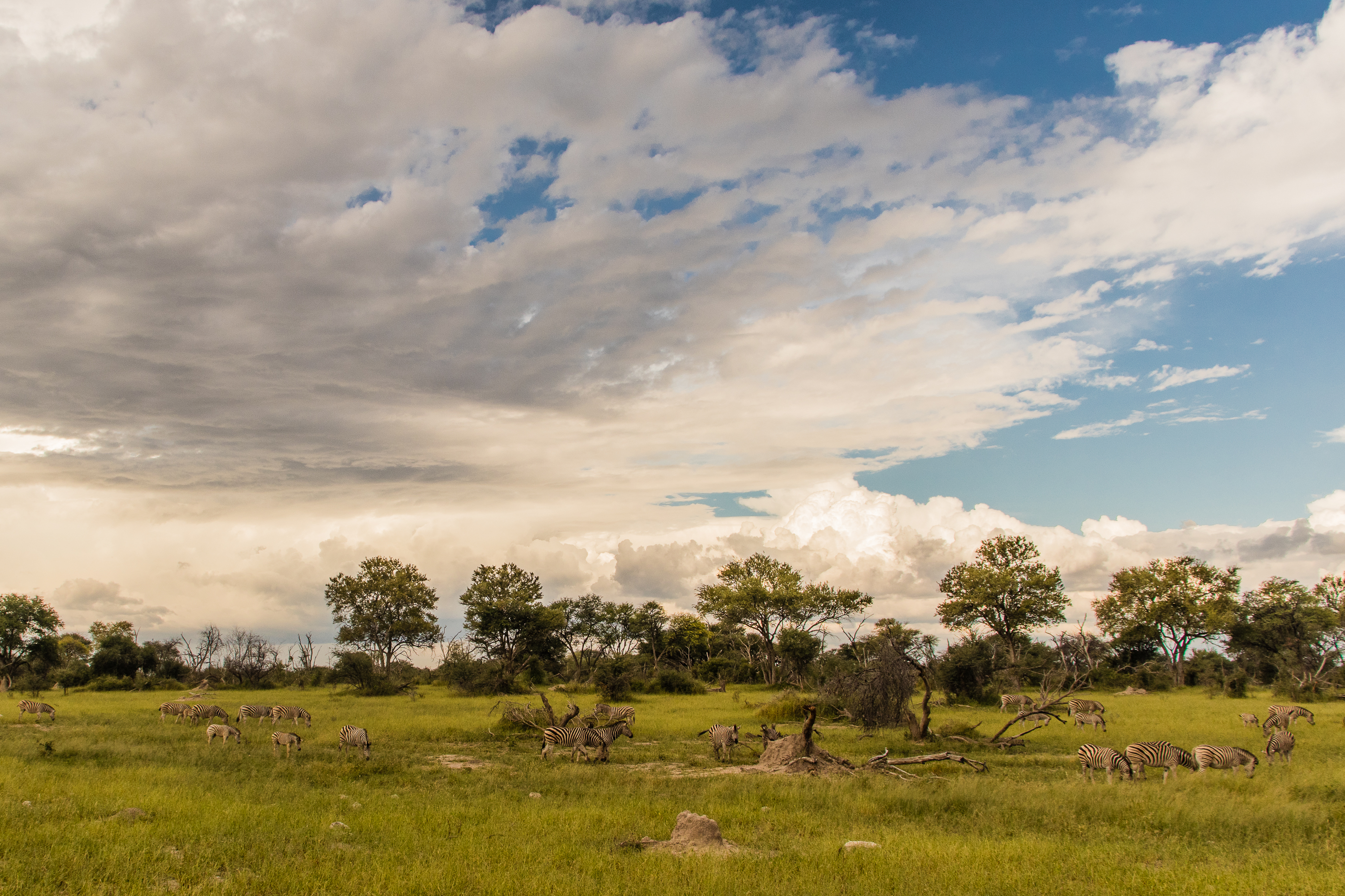 Okavango Wilderness Project - zebra in the bush