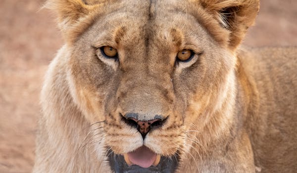 Shimongwe Expedition - lioness close up