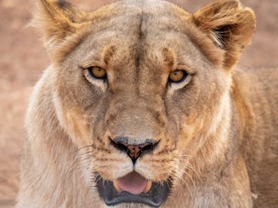 Shimongwe Expedition - lioness close up