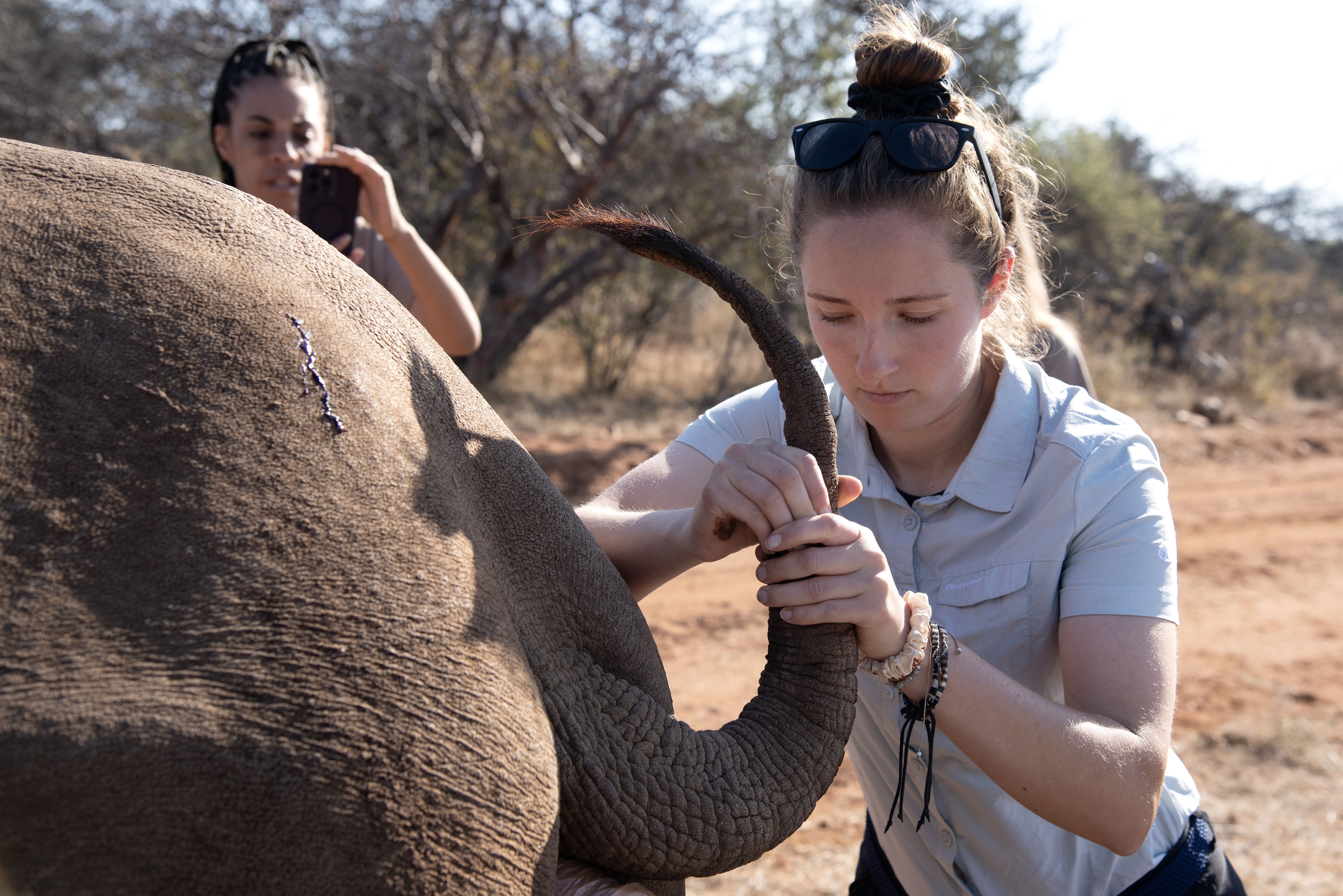 Shimongwe Expedition - volunteer taking a sample from a rhino tail