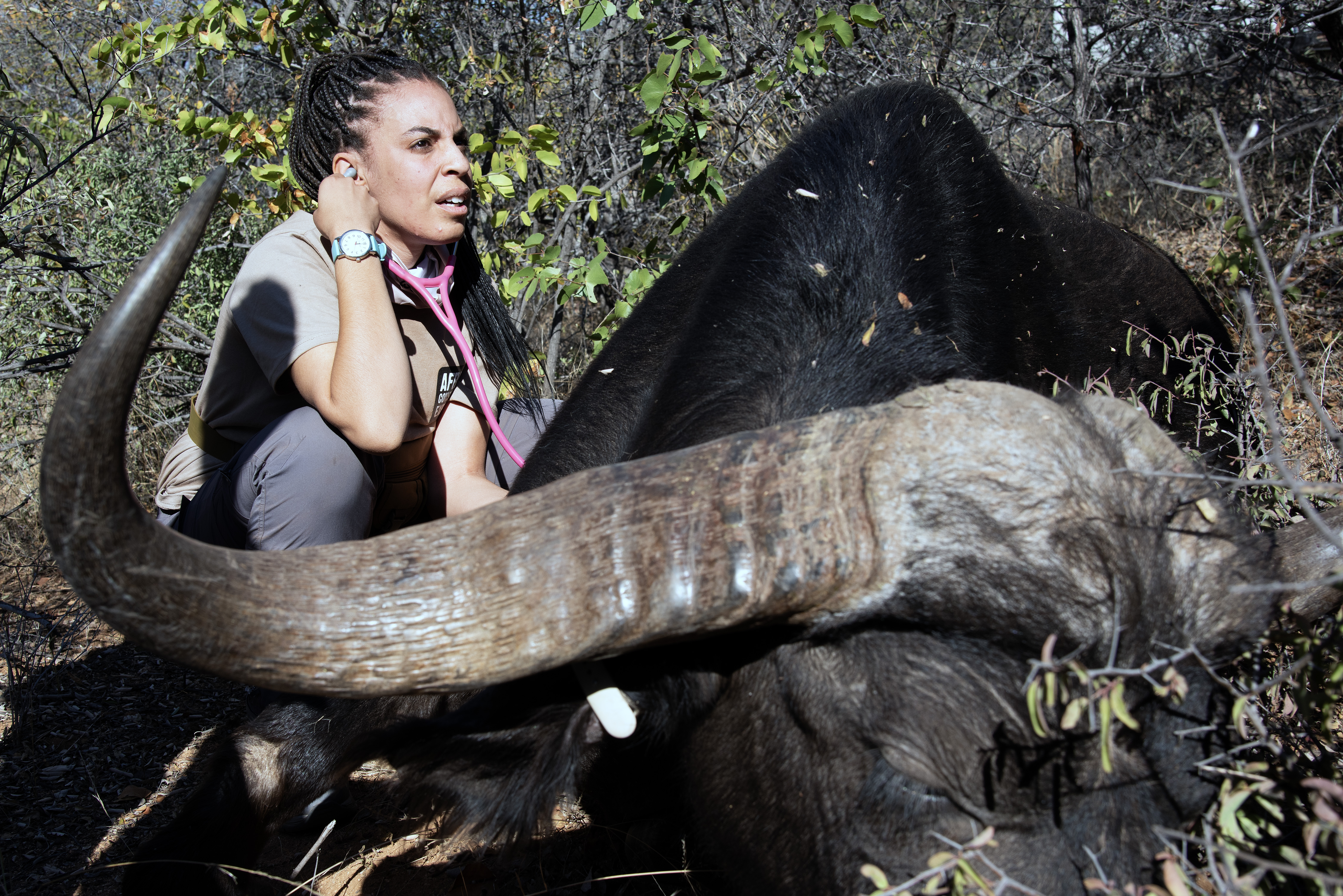 Shimongwe Expedition - volunteer measuring the heartbeat of a buffalo