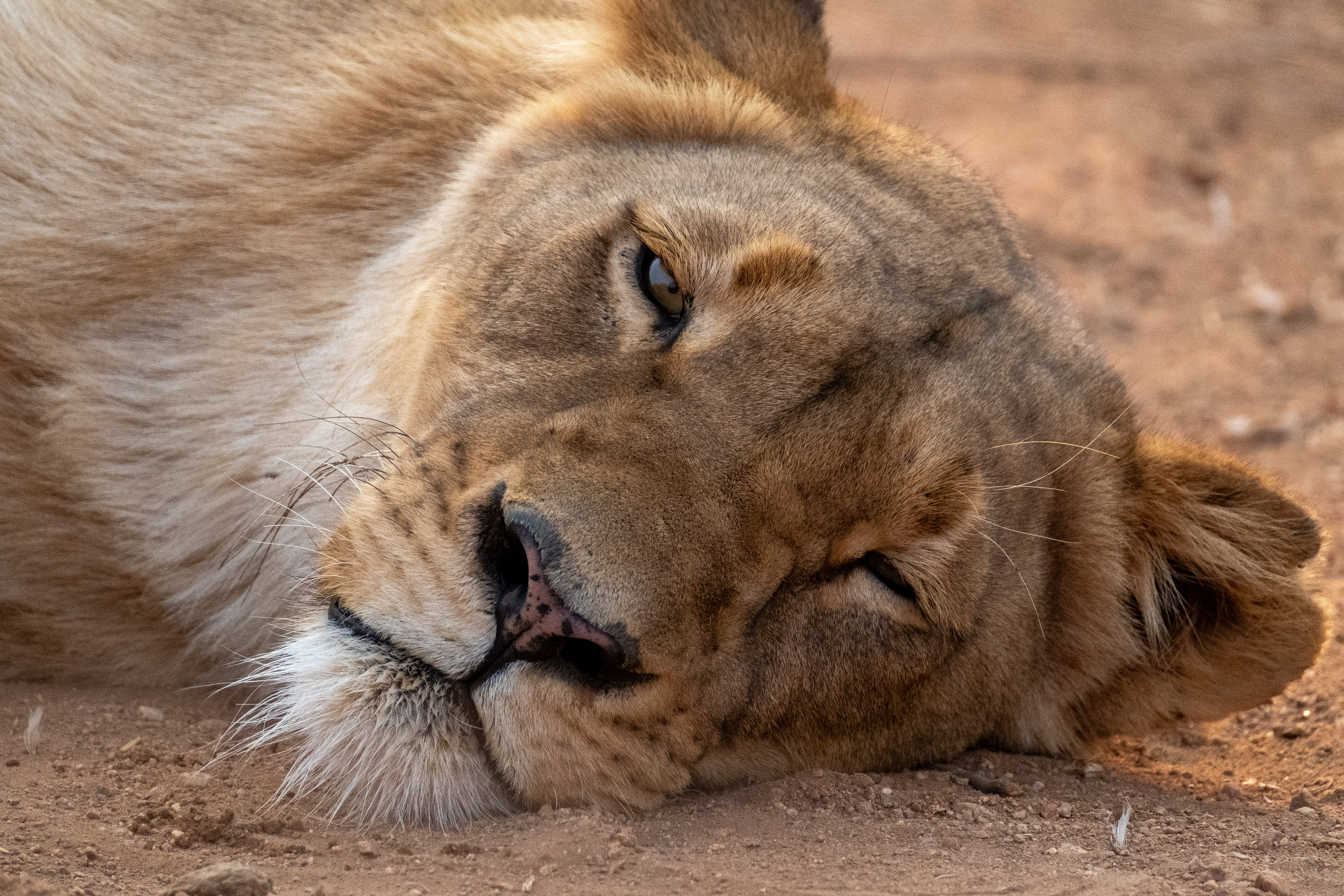 Shimongwe Expedition - lioness close up