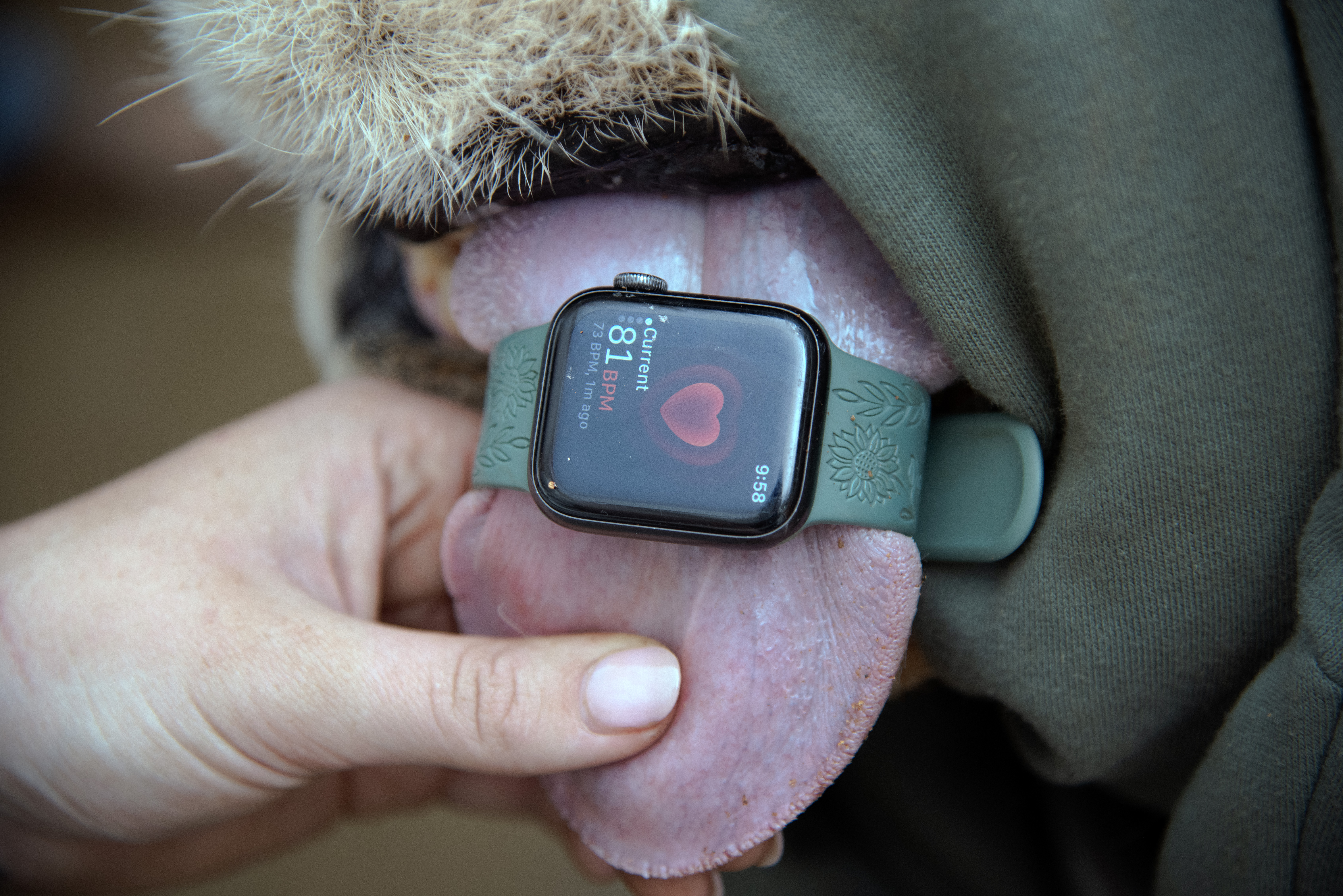 Shimongwe Expedition - heartbeat of a lion being measured 