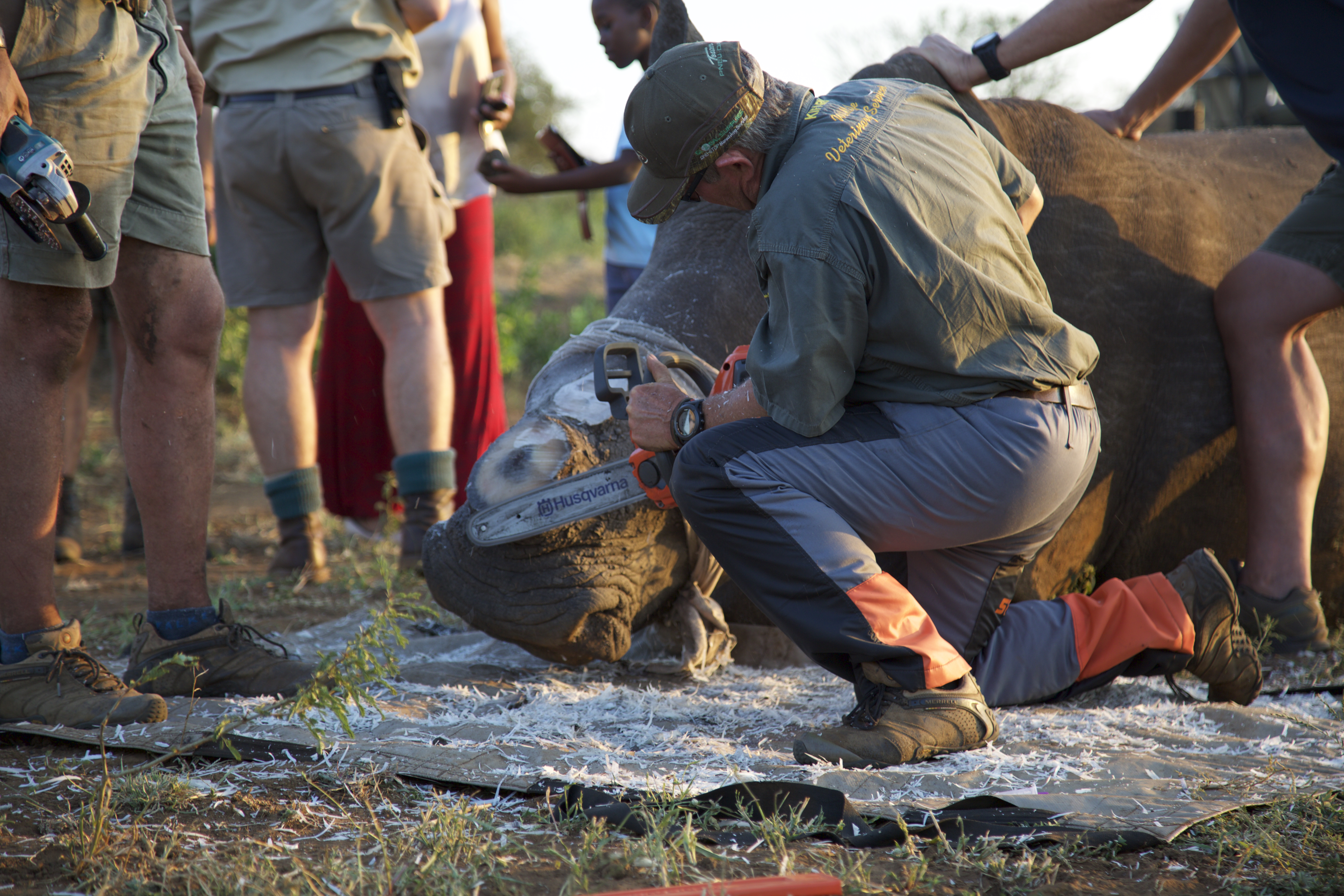 Shimongwe Expedition - rhino horn trimming