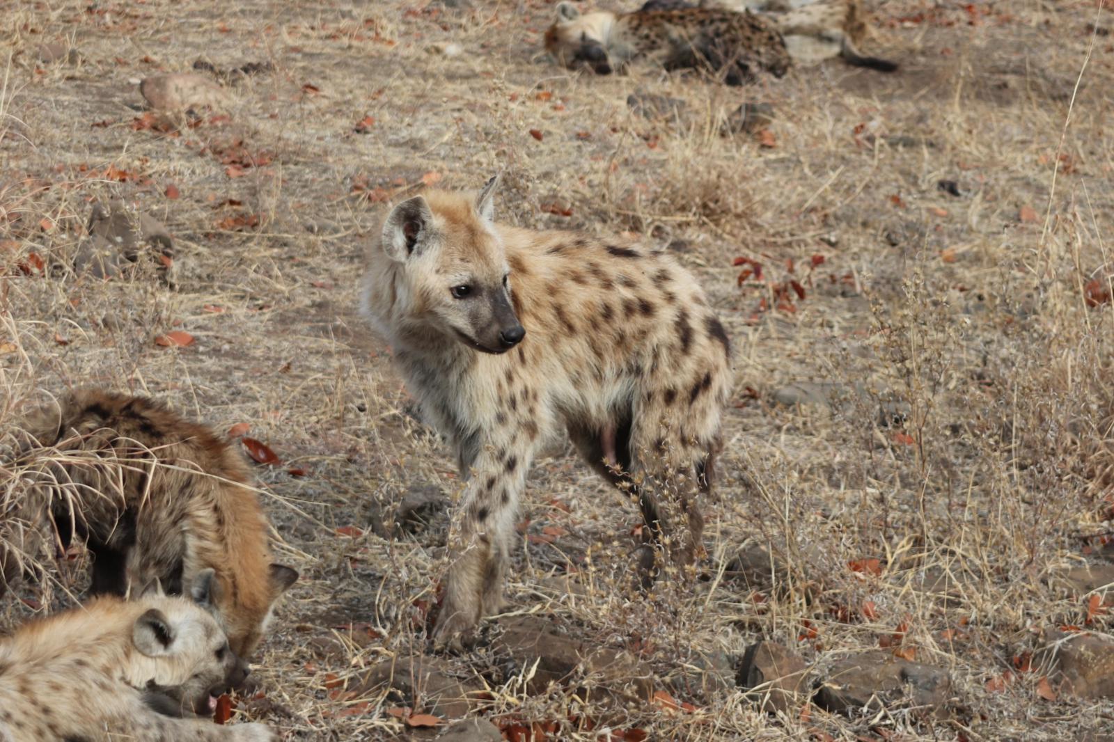 Shimongwe Expedition - baby hyena 