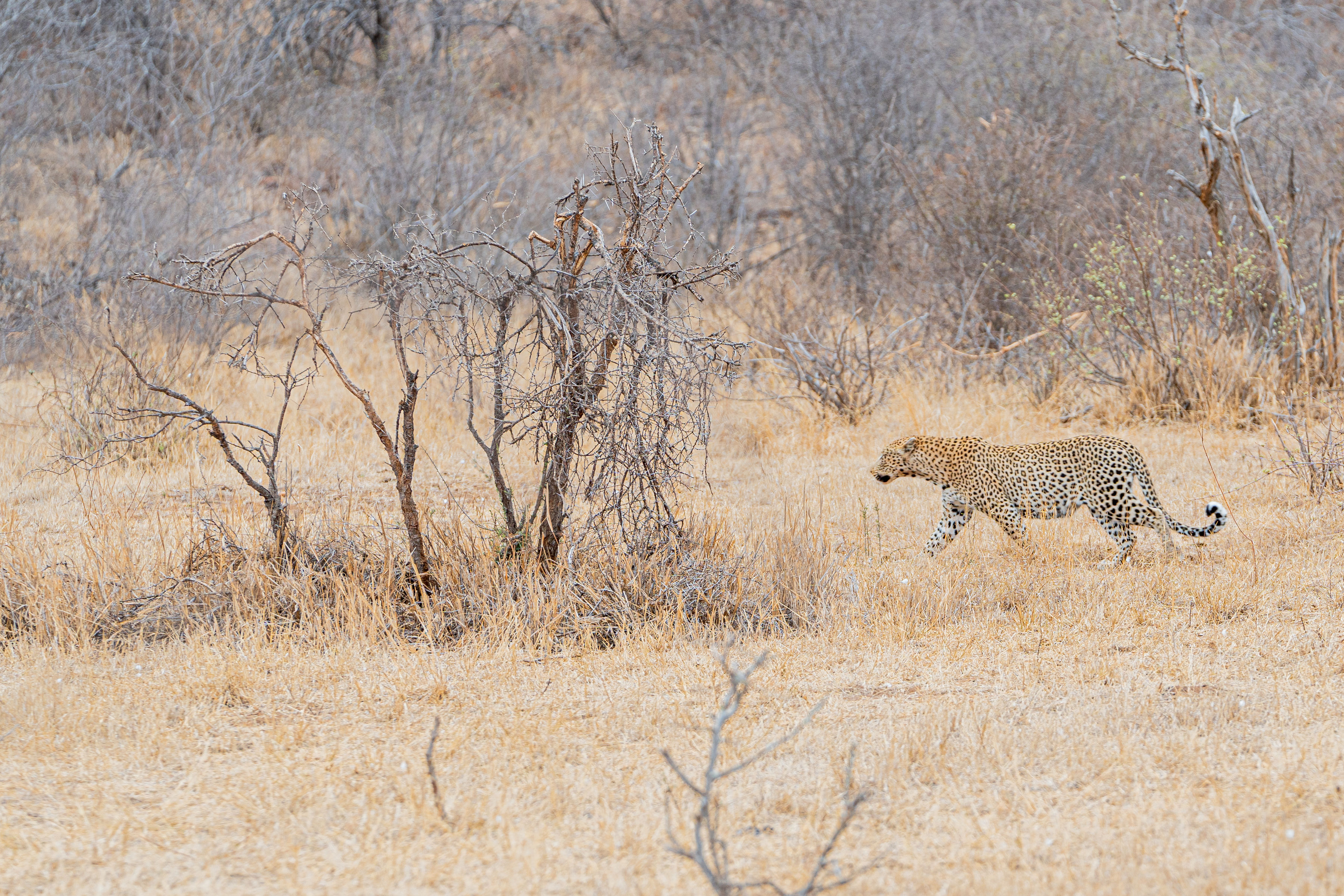 Shimongwe Expedition - leopard on the move