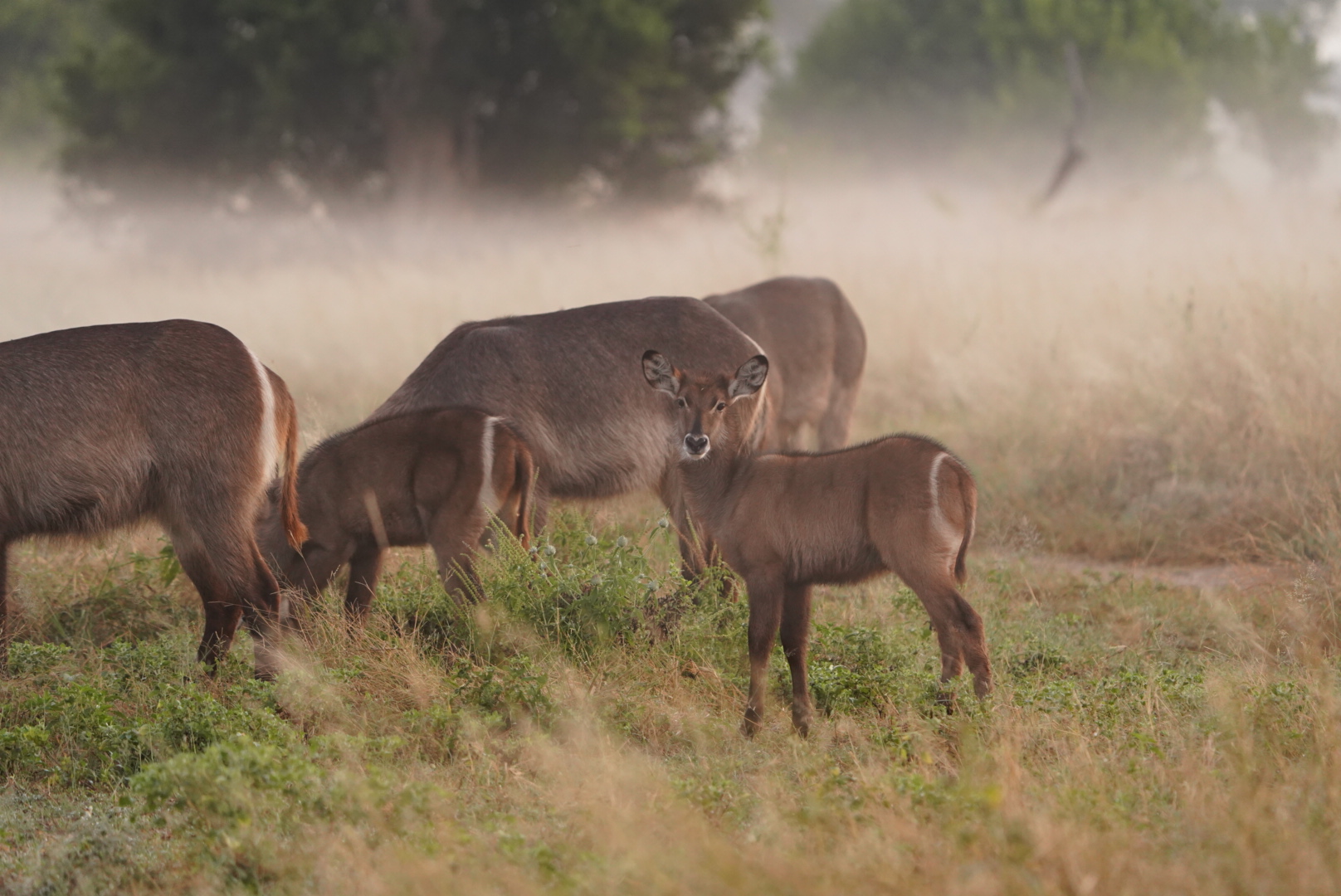 From Famous Kruger to Remote Okavango - waterbuck looking at the camera 