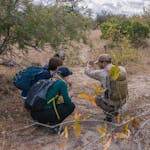 From Famous Kruger to Remote Okavango - volunteers learning how to track in the bush