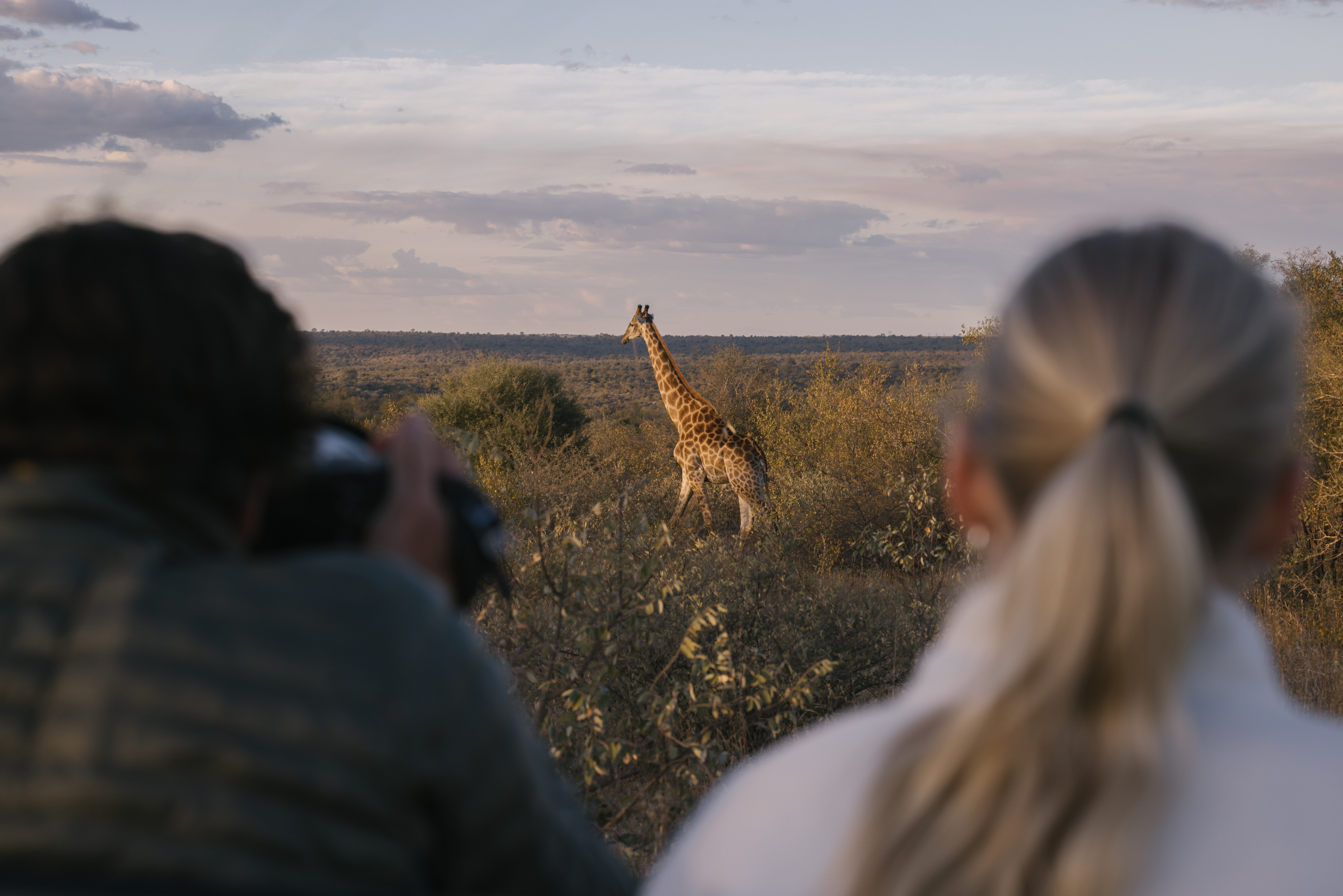 From Famous Kruger to Remote Okavango - volunteers obsering a giraffe