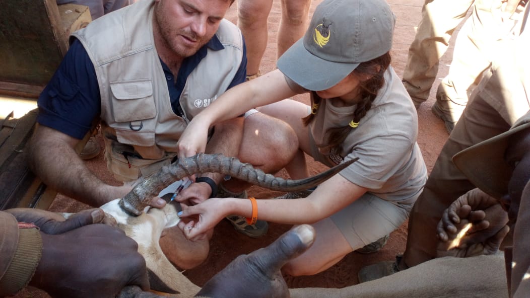 Shimongwe Wildlife Veterinary Experience - voluteer learning how to inject a rhino 
