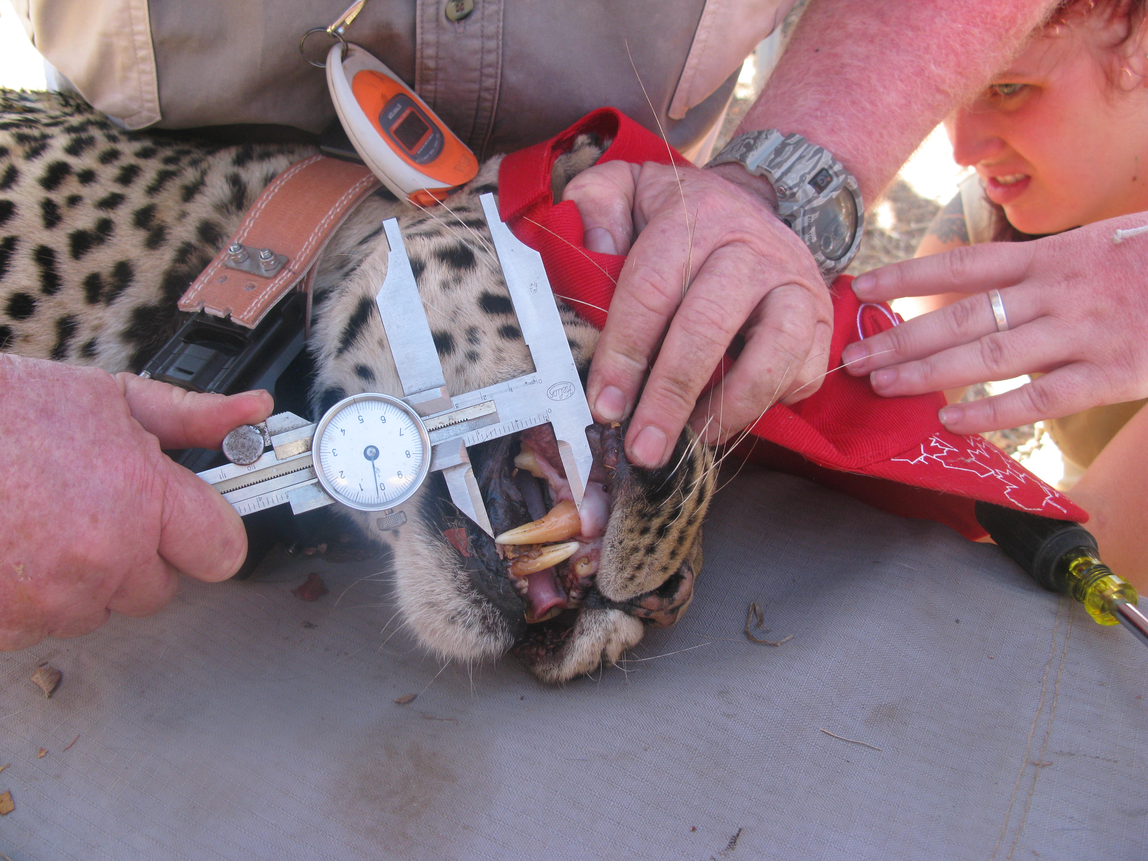 Shimongwe Wildlife Veterinary Experience - vet measuring a leopard tooth 