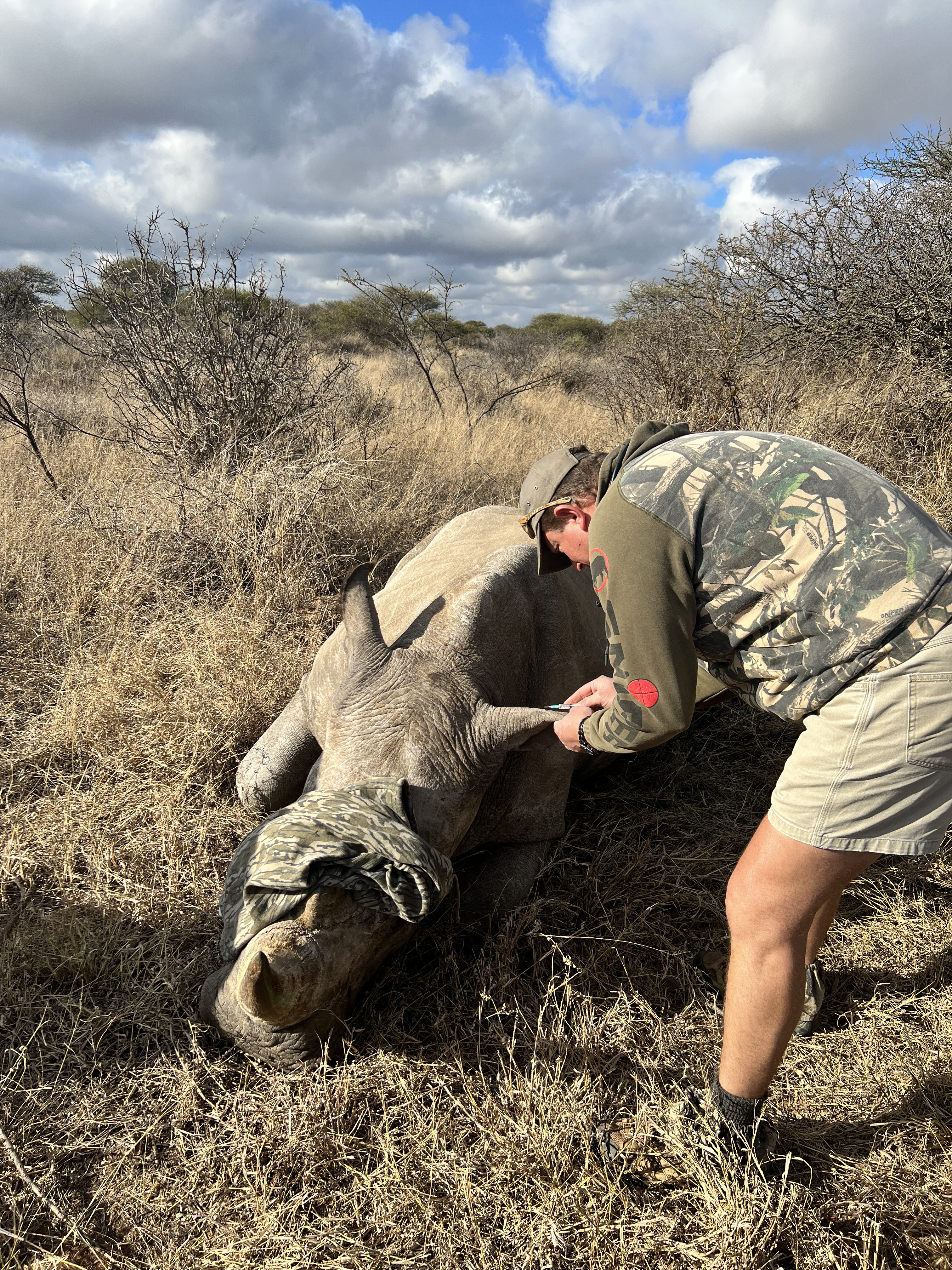 Shimongwe Wildlife Veterinary Experience - vet notching a rhinos ear