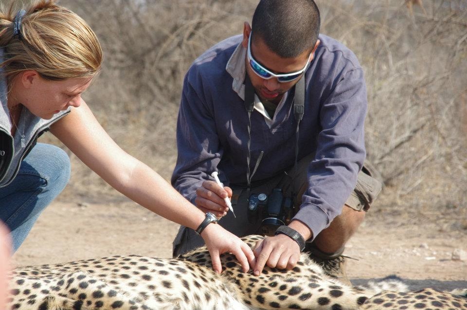 Shimongwe Wildlife Veterinary Experience - volunteer learning how to inject a cheetah