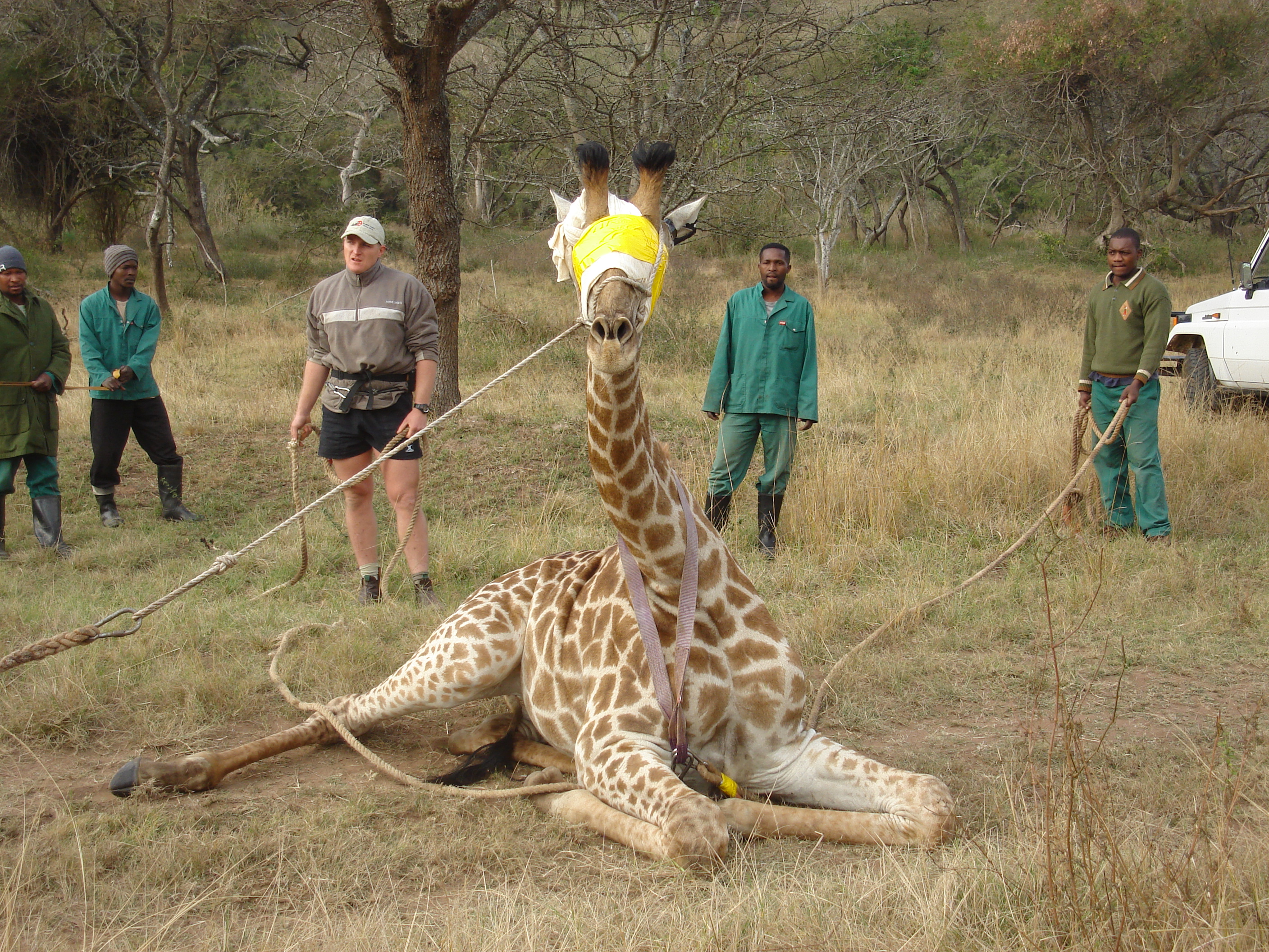 Shimongwe Wildlife Veterinary Experience - sedated giraffe 