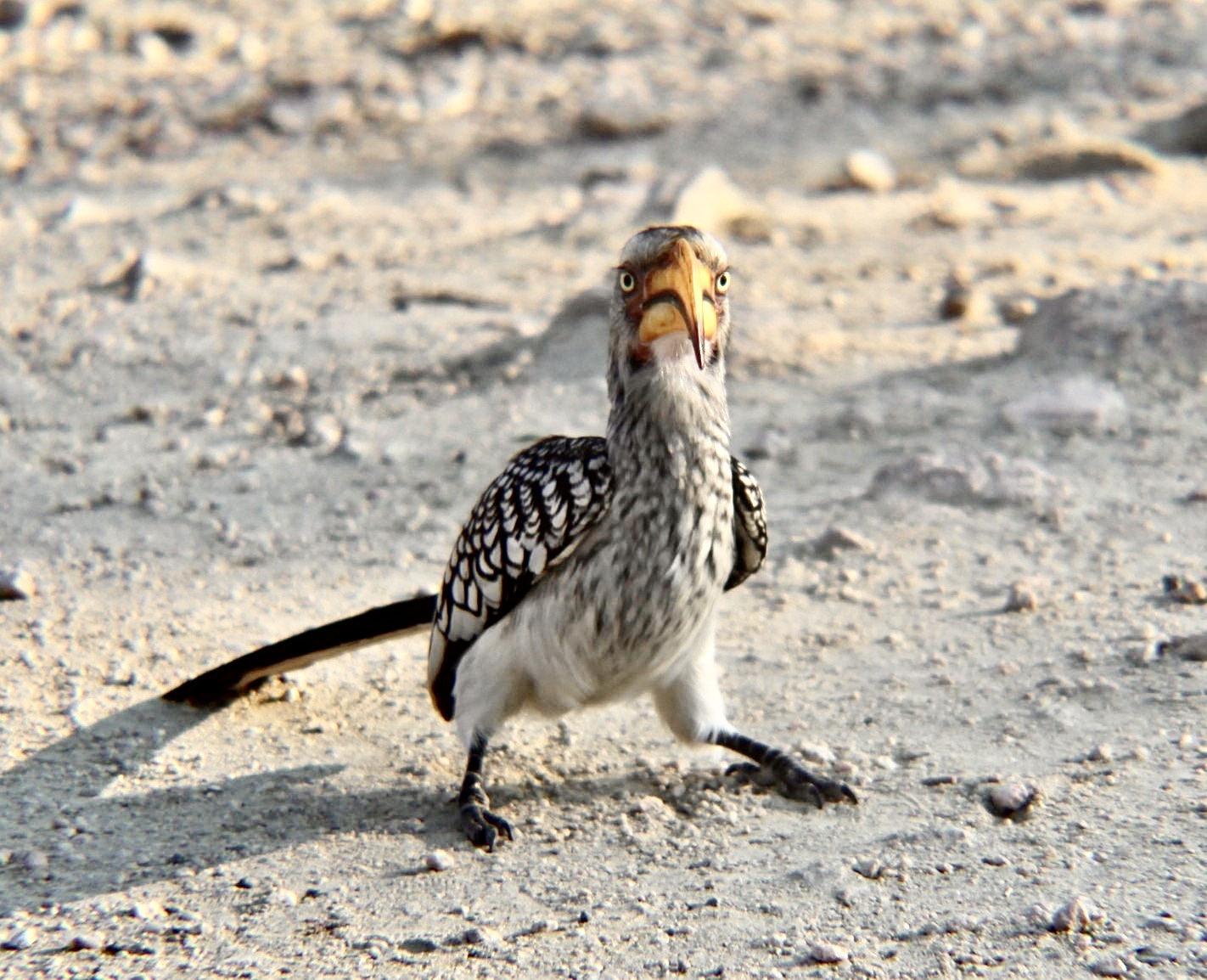 Shimongwe Wildlife Veterinary Experience - hornbill close up 