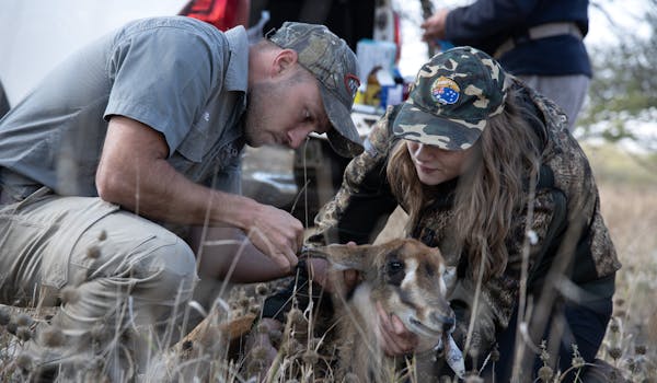 Shimongwe Veterinary EMS Placement - volunteer and vet working on an antelope