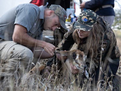 Shimongwe Veterinary EMS Placement - volunteer and vet working on an antelope