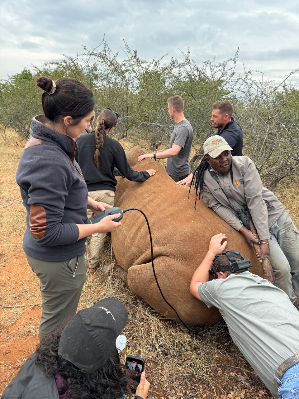 Shimongwe Veterinary EMS Placement - vet pregnancy testing a rhino