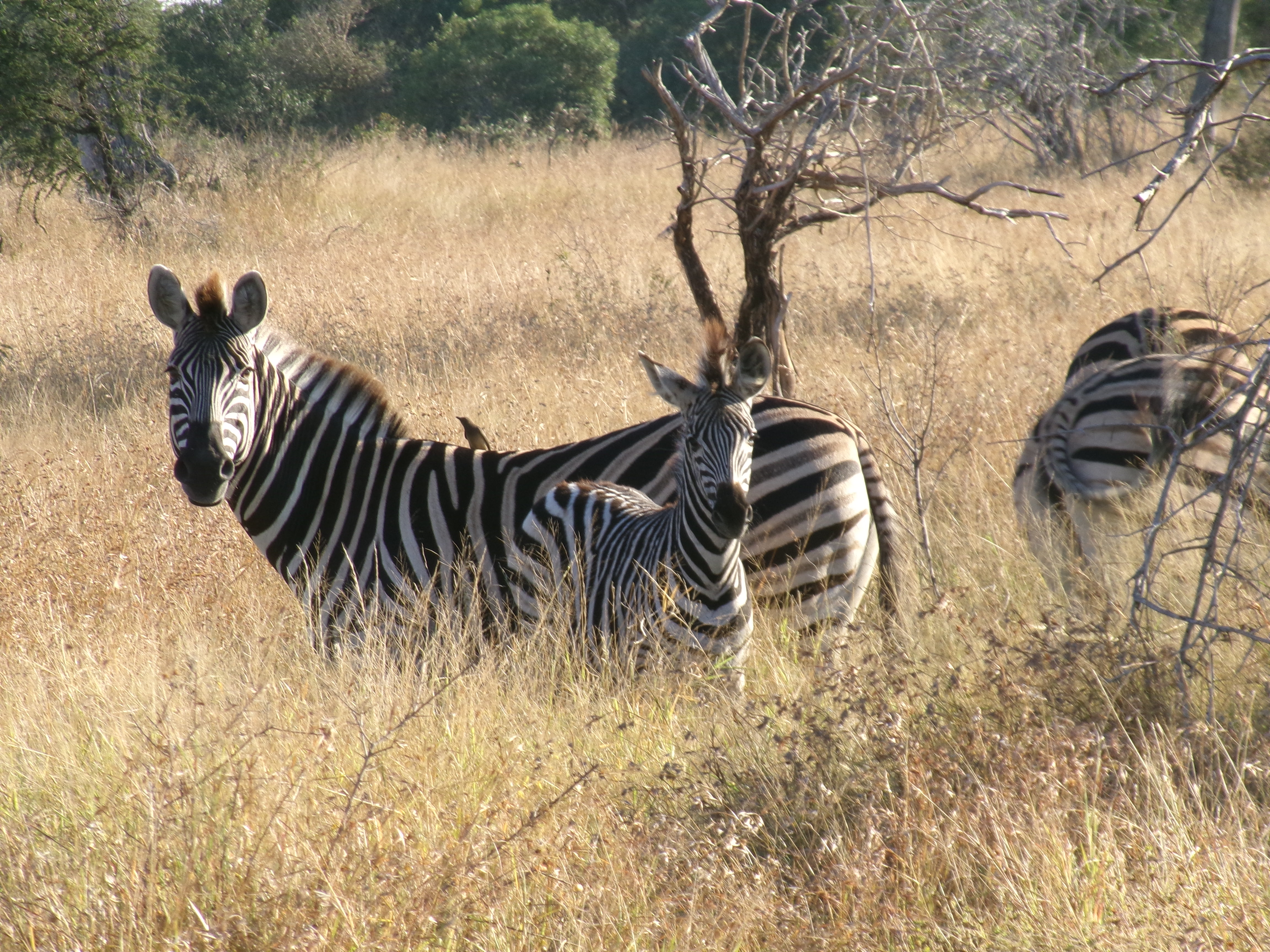 Shimongwe Veterinary EMS Placement - zebra in the bush 