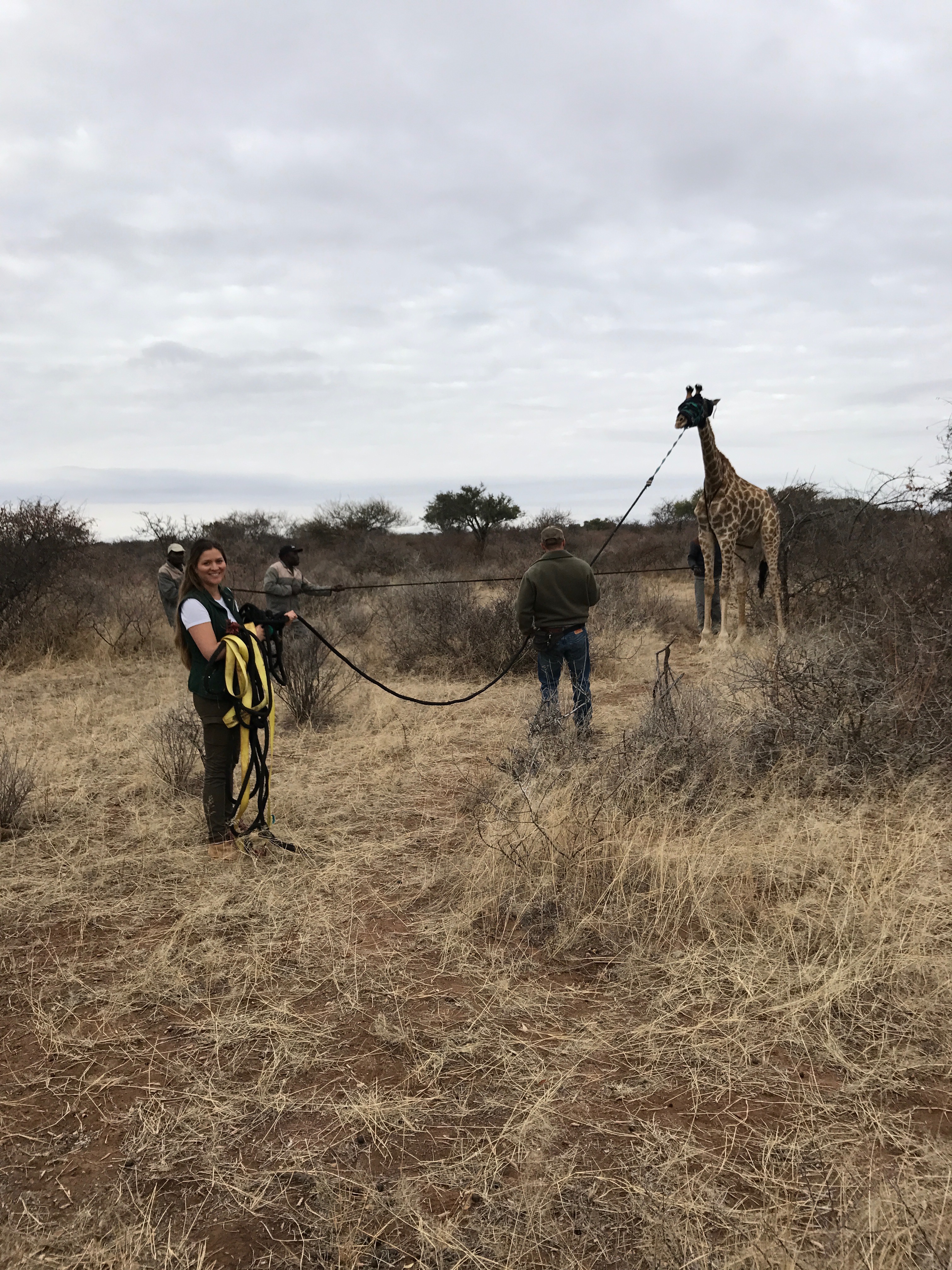 Shimongwe Veterinary EMS Placement - sedated giraffe being led 
