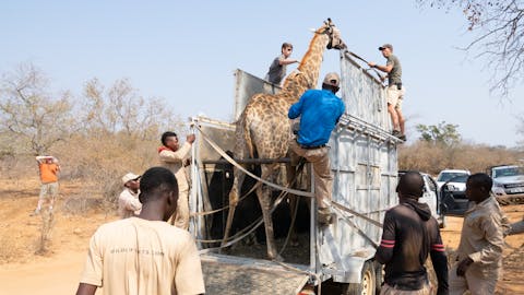 Wildlife Capture And Relocation Experience - sedated giraffe being secured on transport