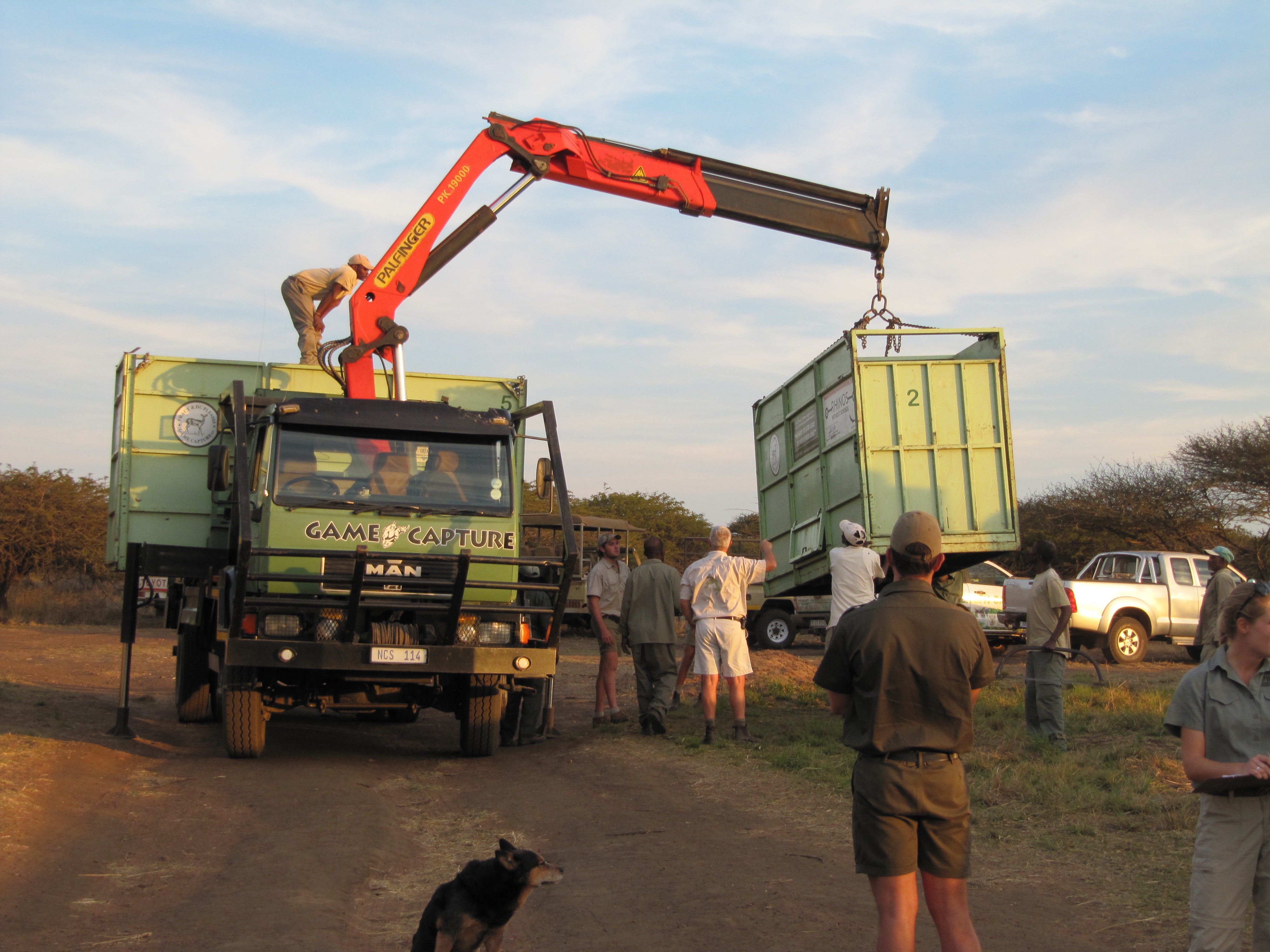 Wildlife Capture And Relocation Experience - transport vehicle being loaded