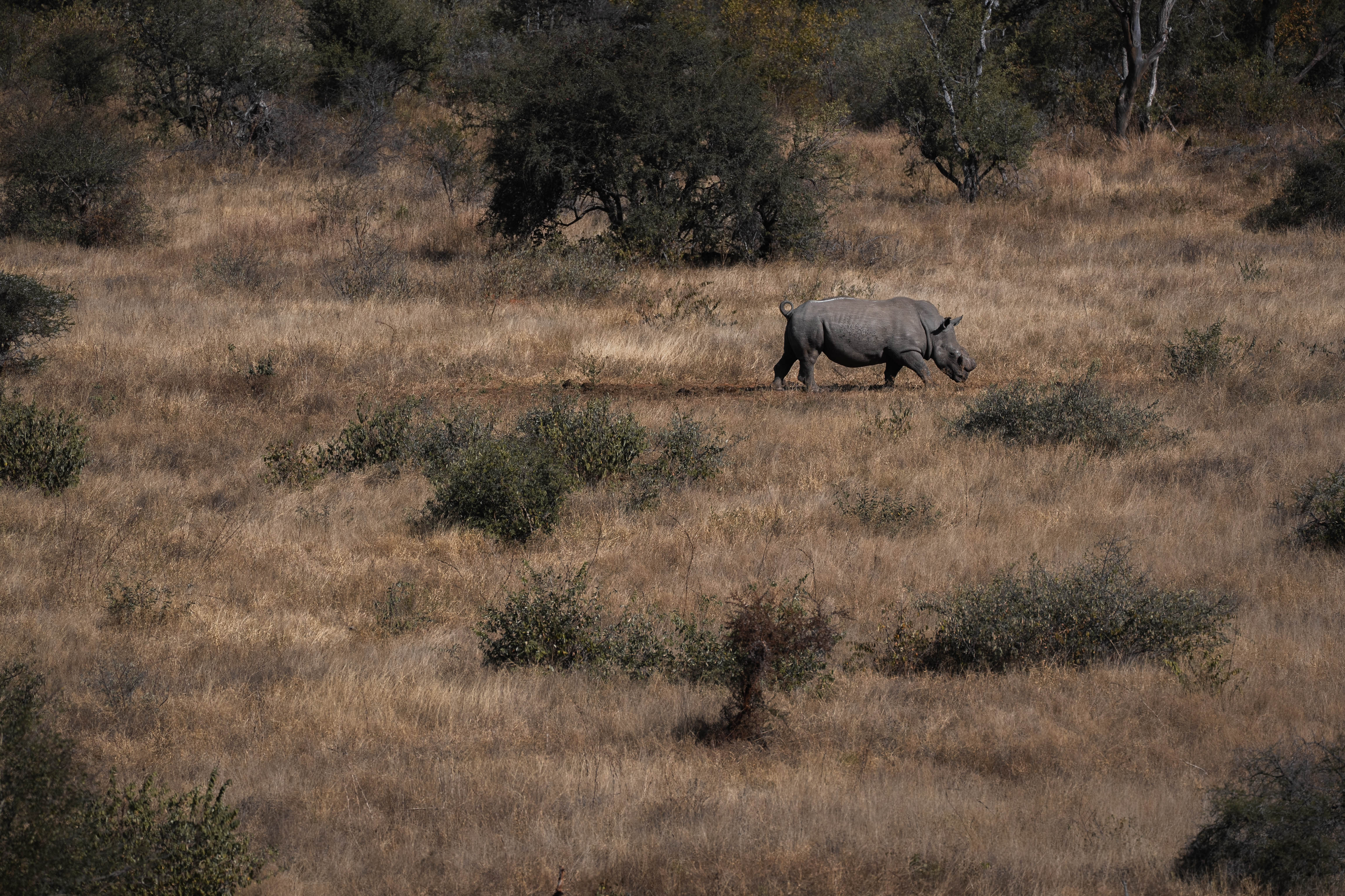 Wildlife Capture And Relocation Experience - rhino in the distance 