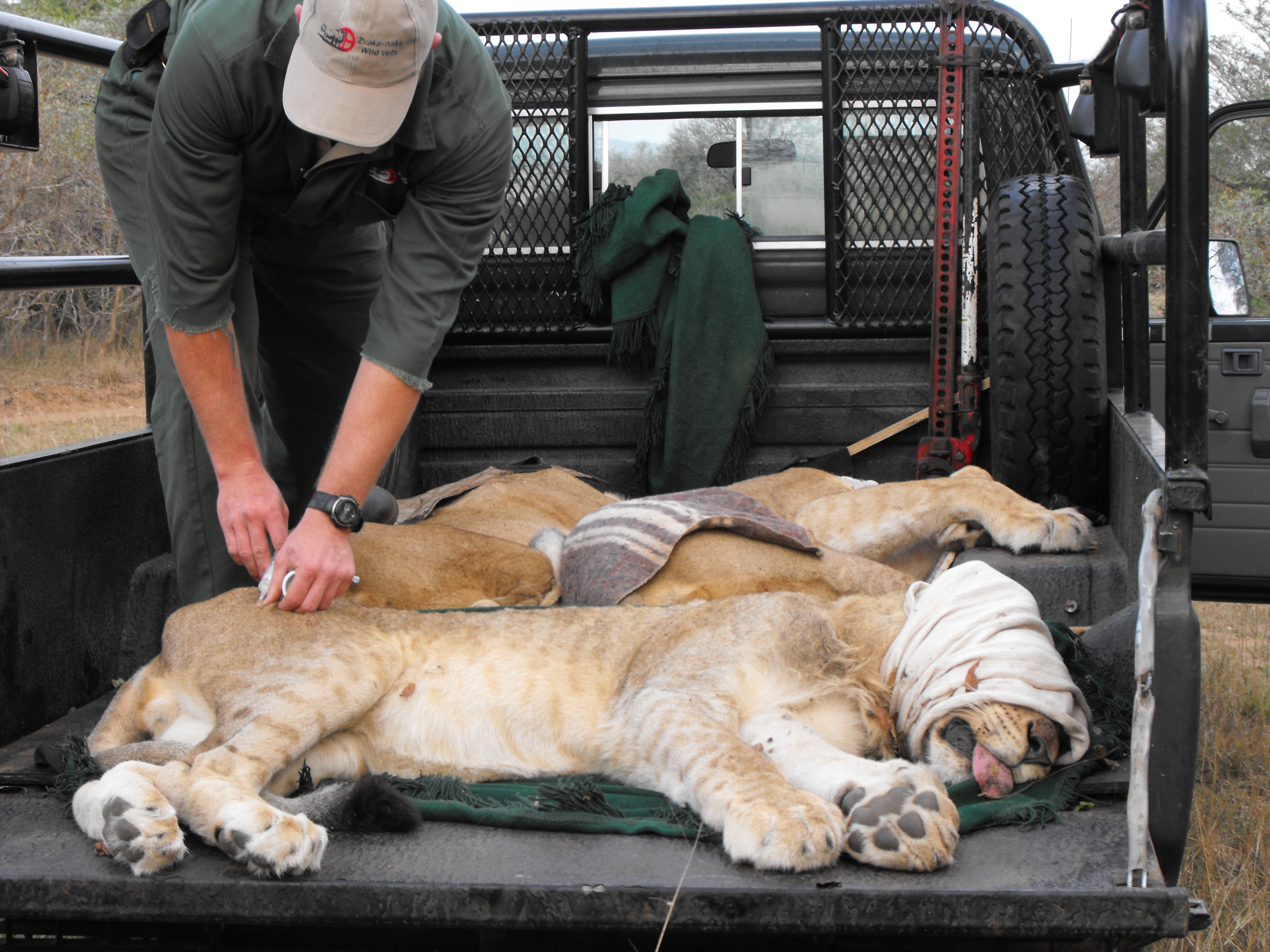 Wildlife Capture And Relocation Experience - sedated lions ready for transport