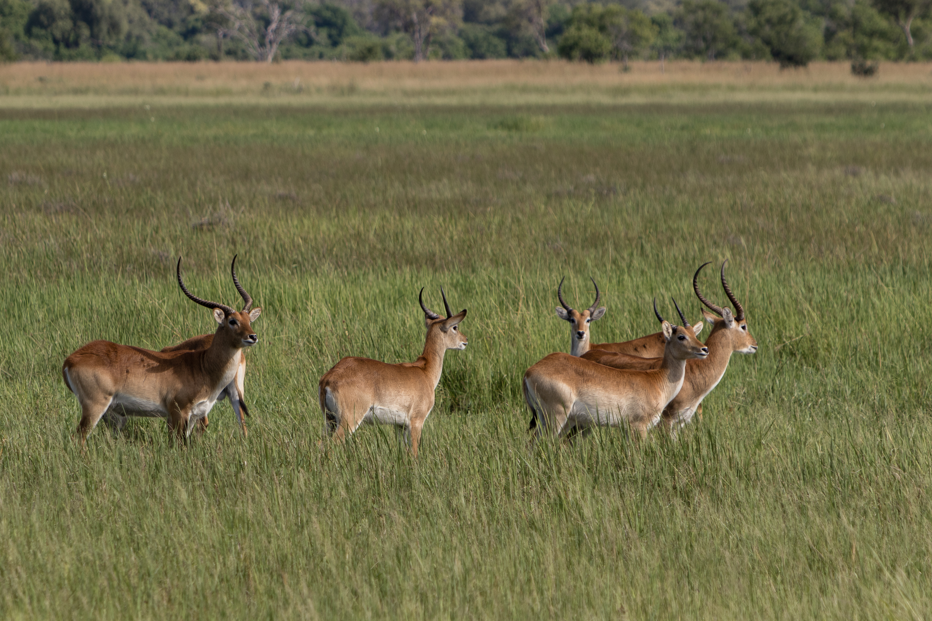 Wildlife Capture And Relocation Experience - antelope in long grass