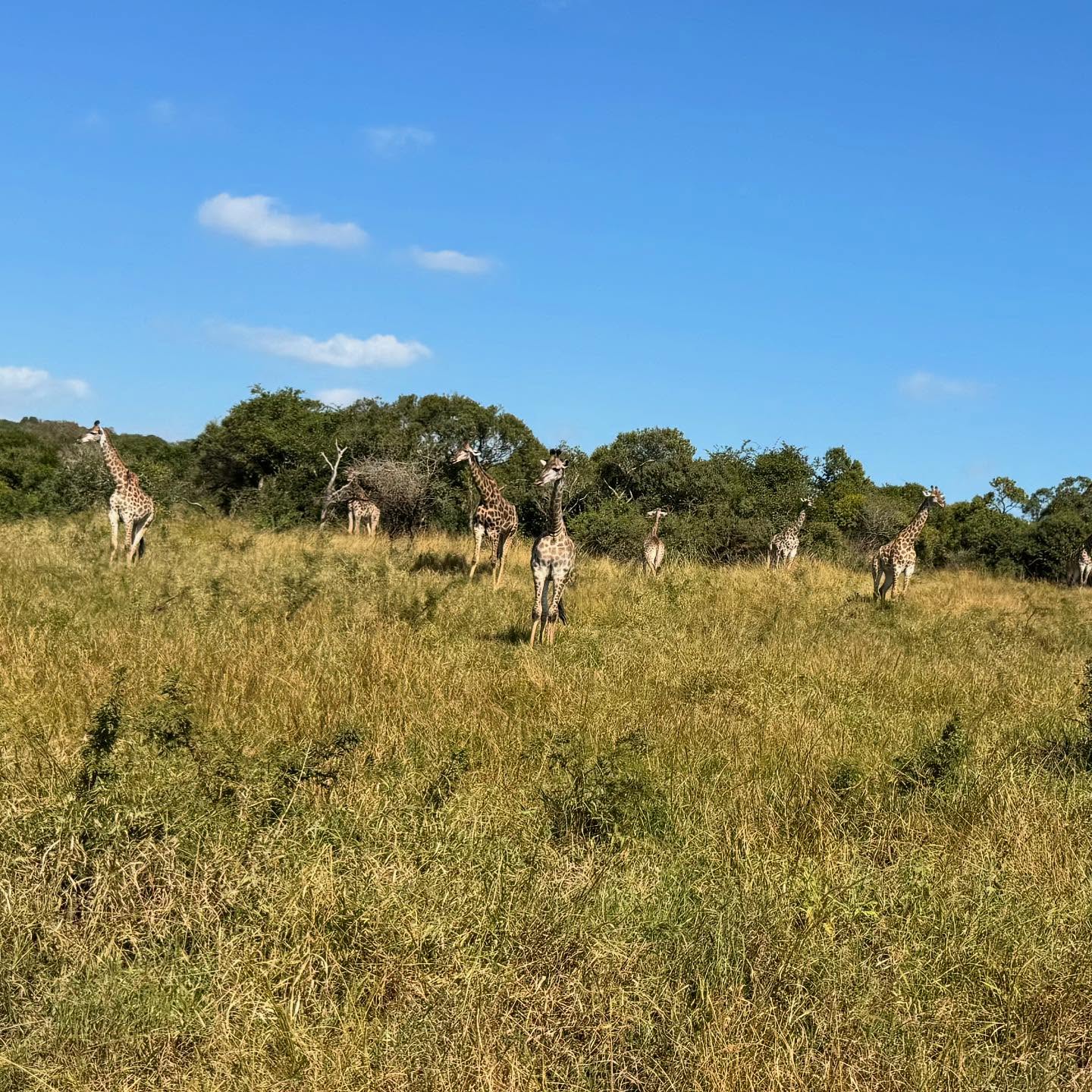 Wildlife Capture And Relocation Experience - giraffe herd