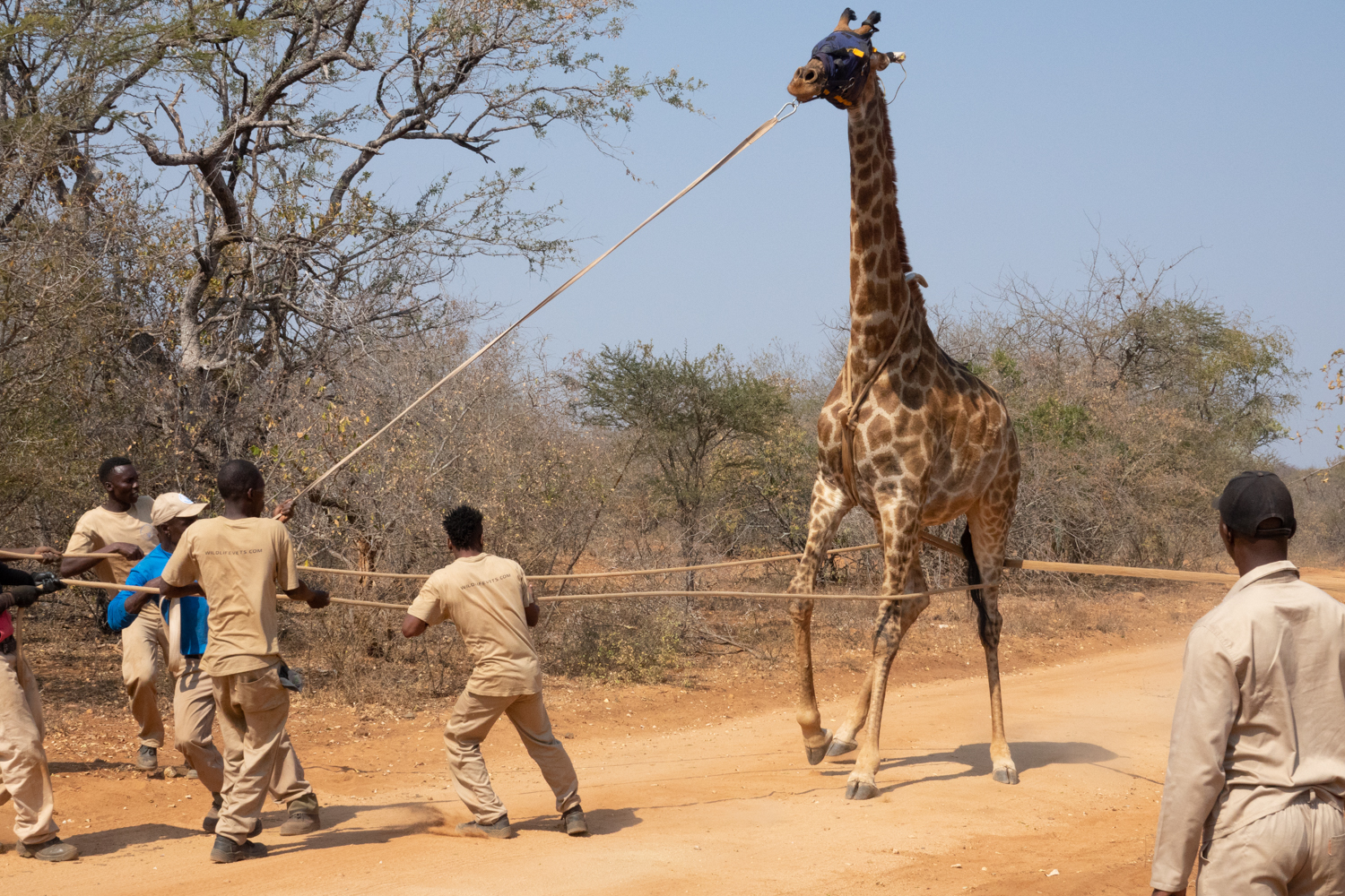 Wildlife Capture And Relocation Experience - sedated giraffe being moved 