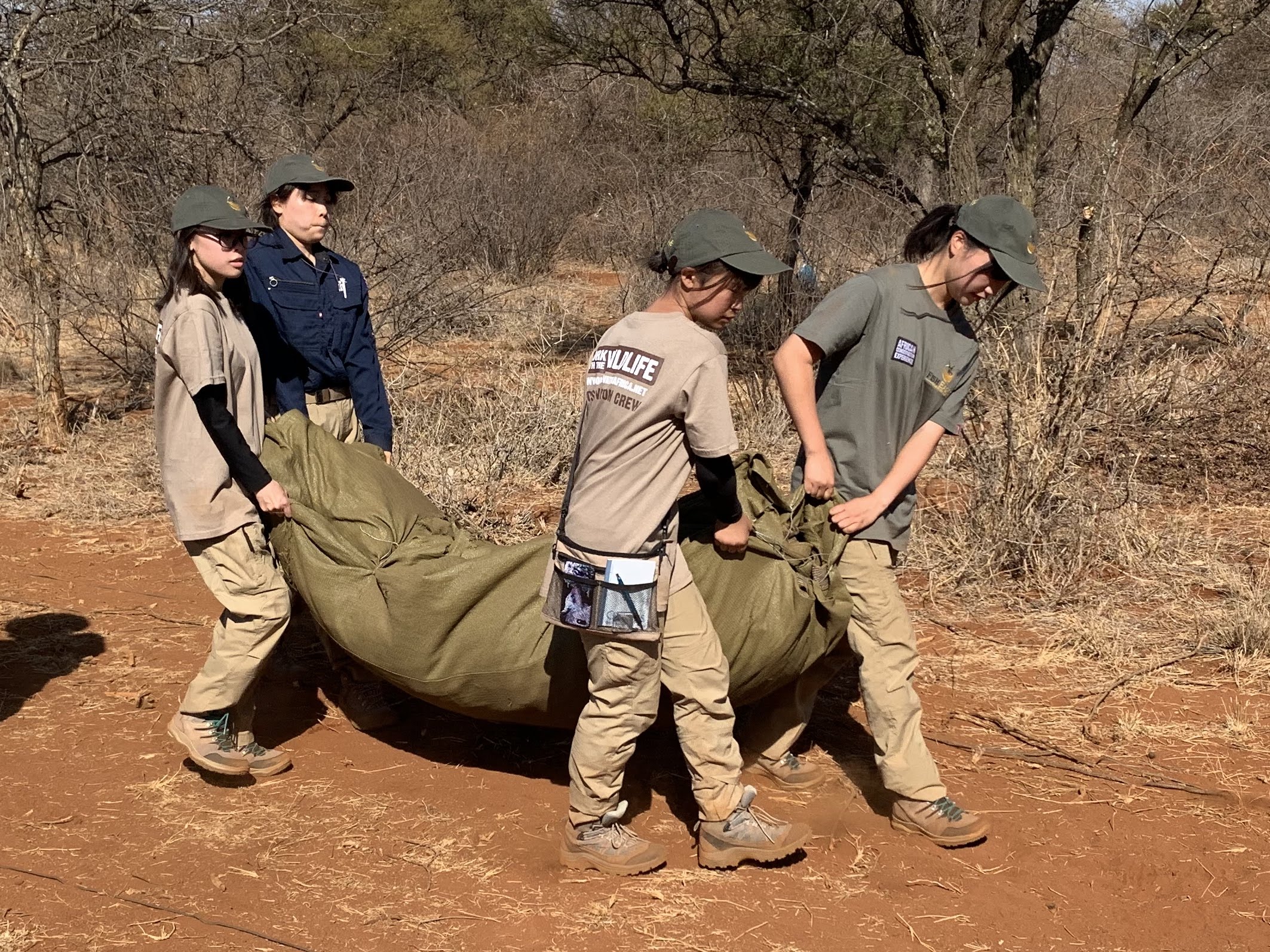 Wildlife Capture And Relocation Experience - volunteers transporting a sedated animal