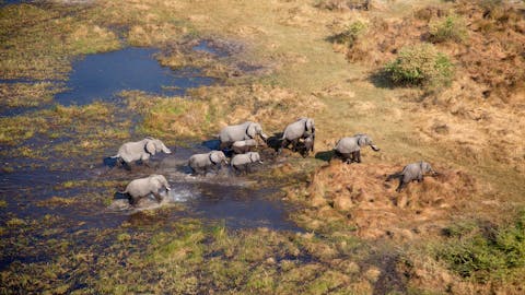 From Famous Kruger to Remote Okavango - herd of elephants crossing the delta