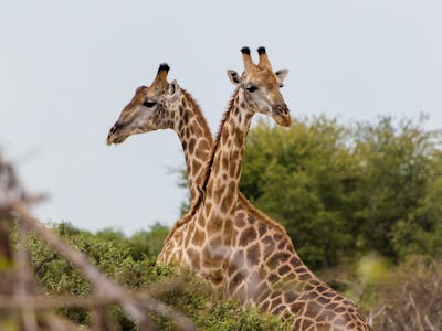 From Famous Kruger to Remote Okavango - two giraffes amongst the bushes